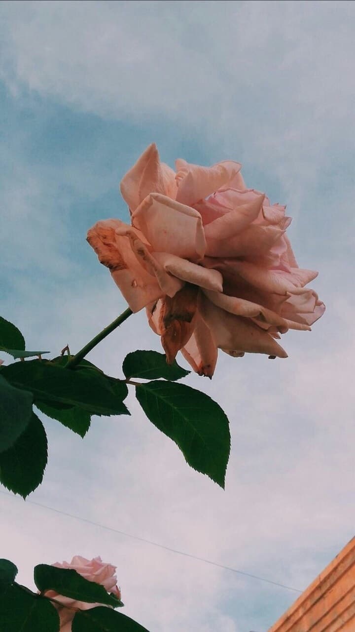 Pink Roses Aesthetic Wallpapers