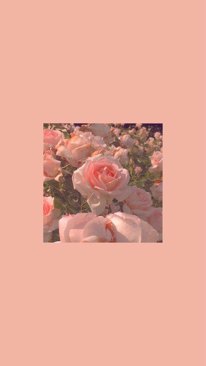 Pink Roses Aesthetic Wallpapers