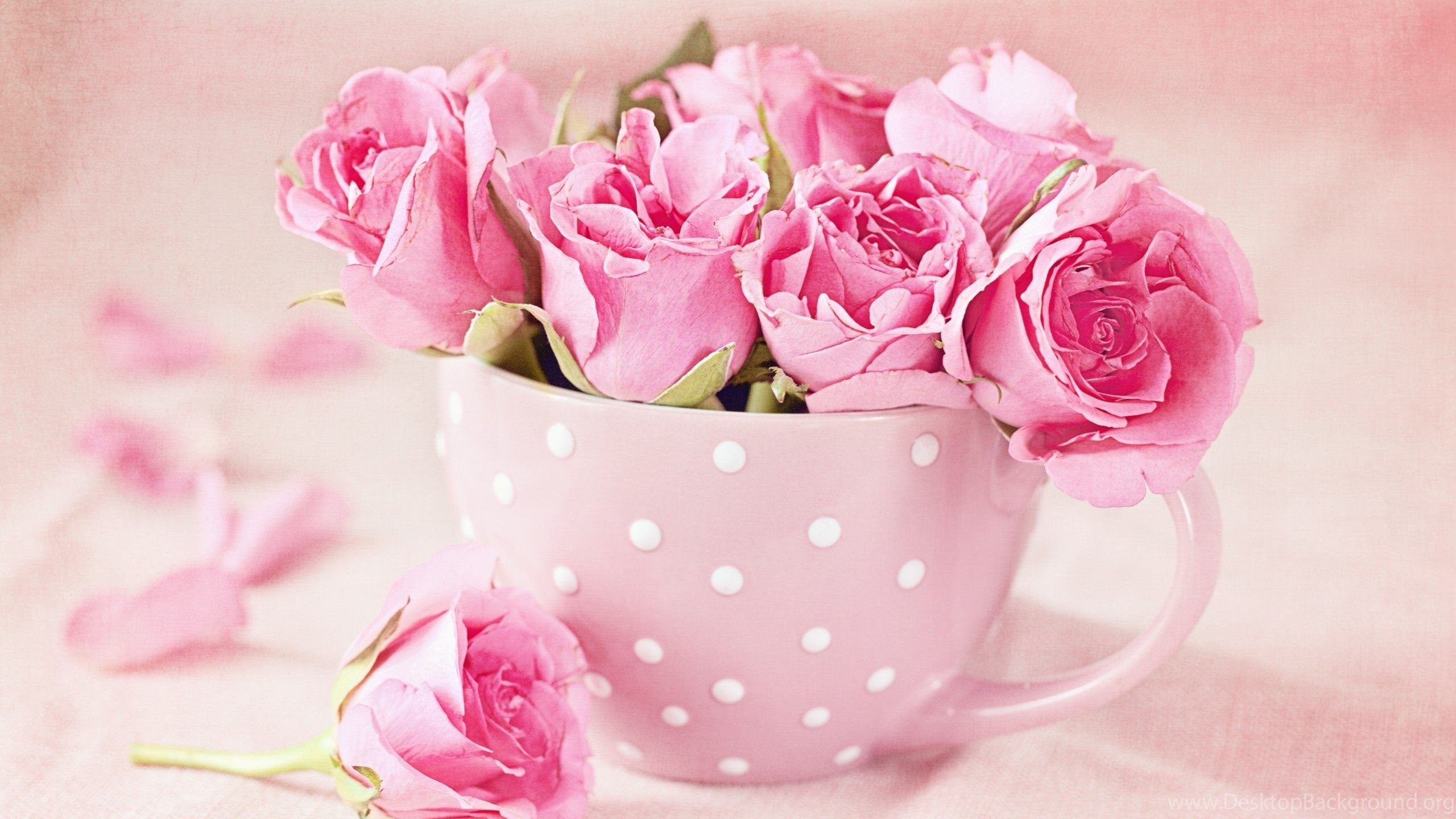 Pink Roses Hd Wallpapers