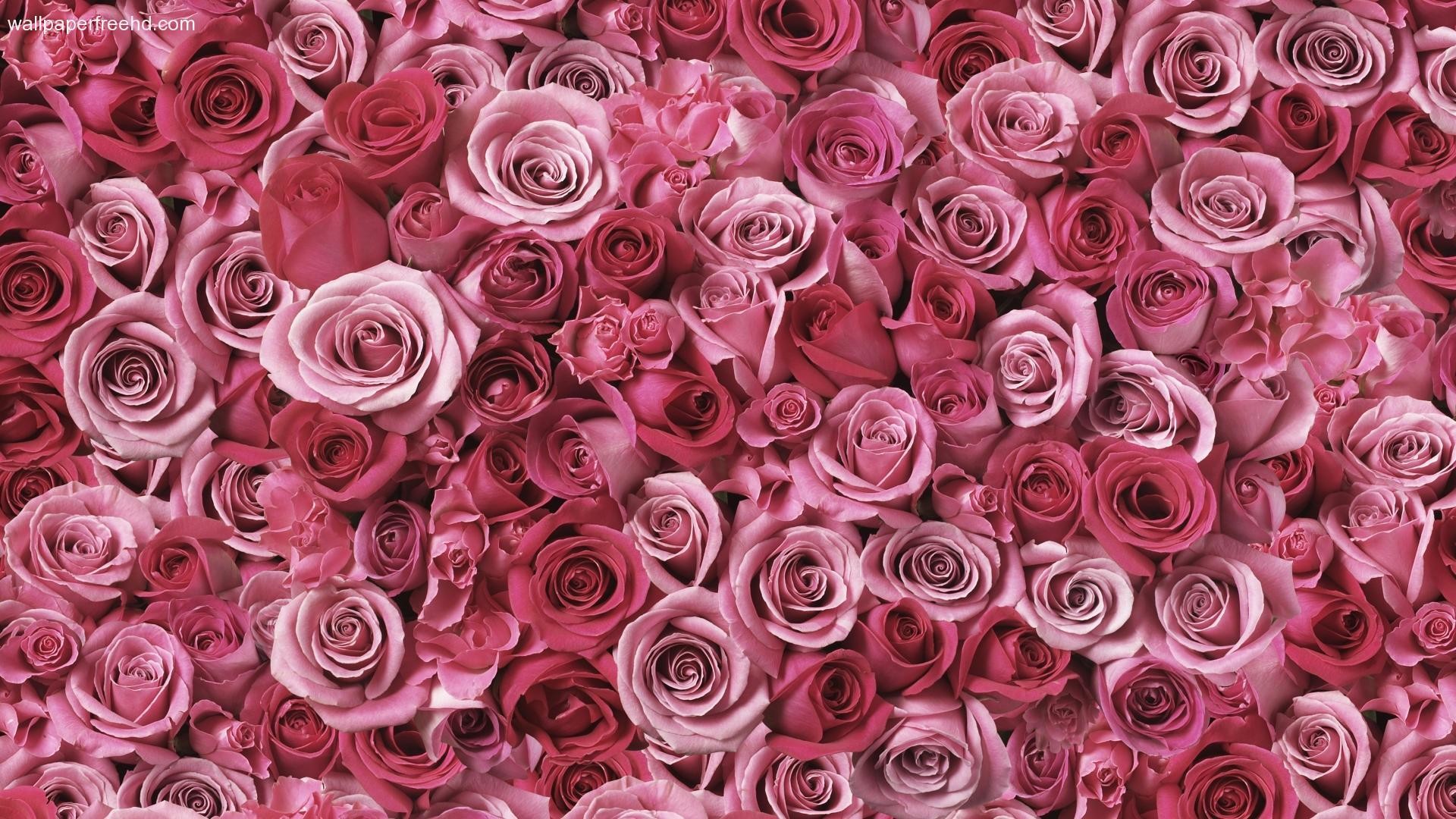 Pink Roses Hd Wallpapers