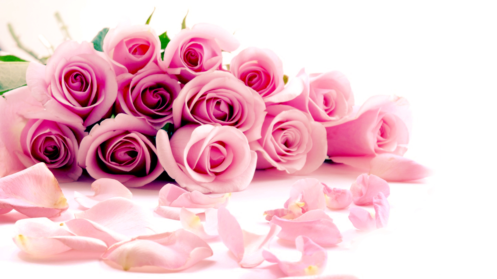 Pink Roses Hd Wallpapers