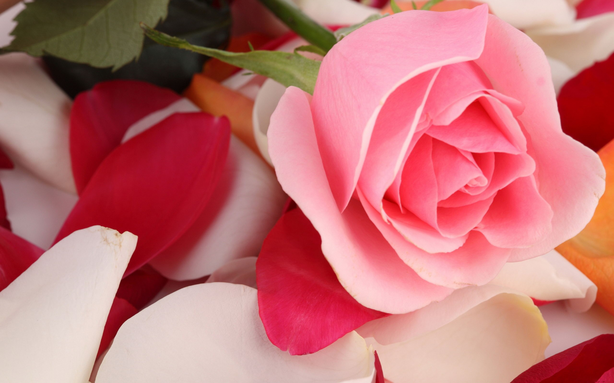 Pink Roses Hd Wallpapers