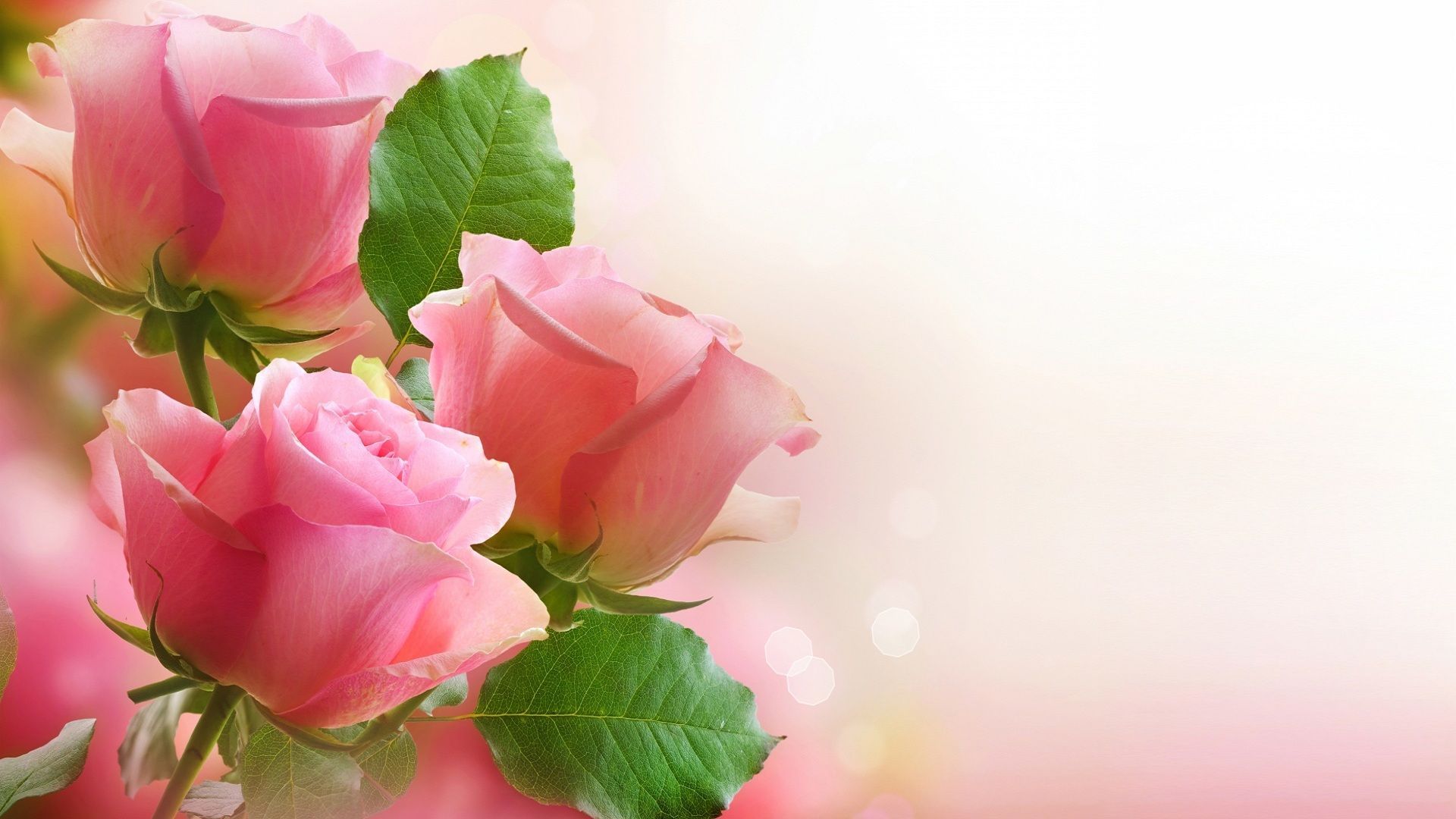 Pink Roses Hd Wallpapers