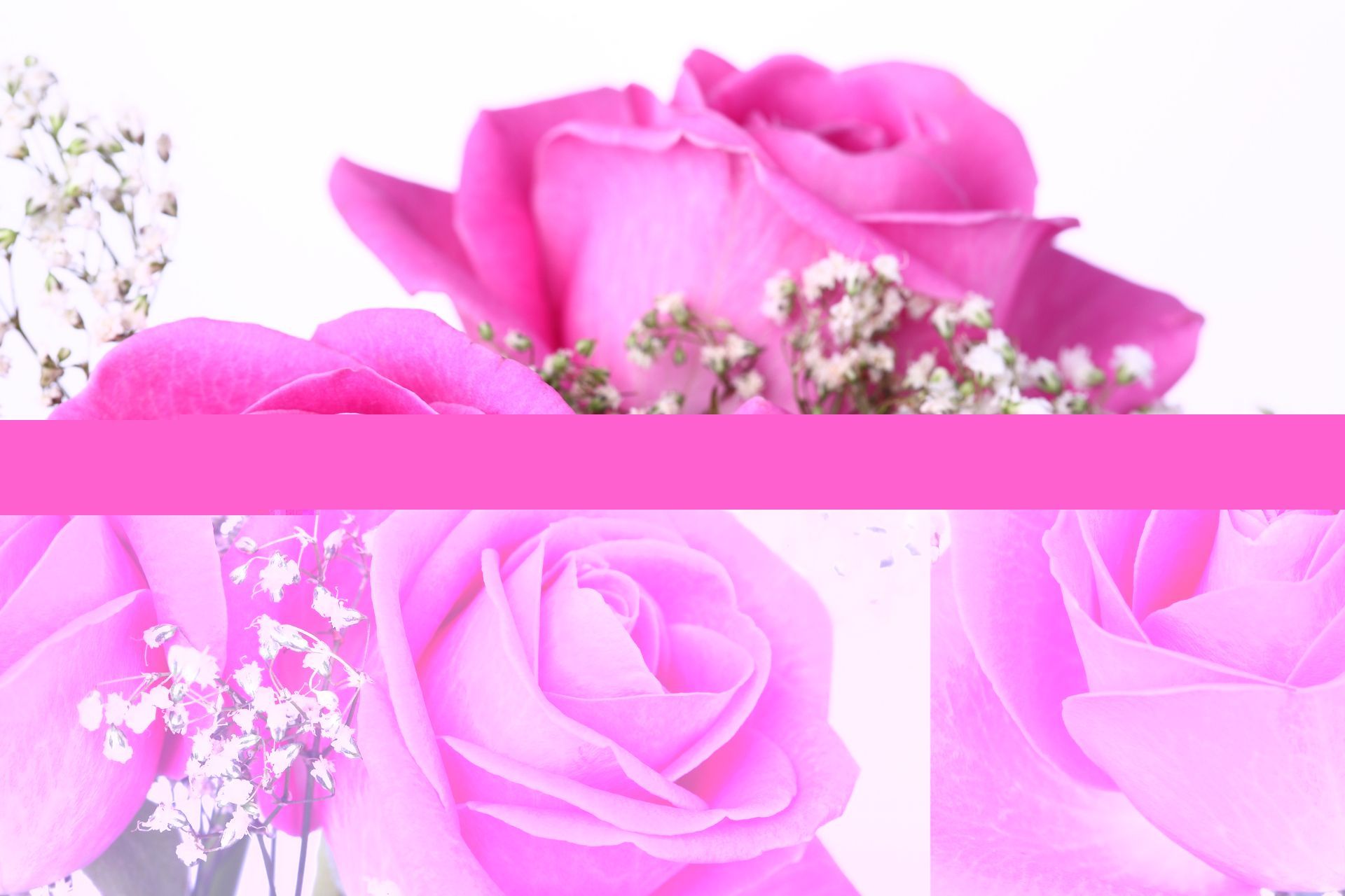 Pink Roses Hd Wallpapers