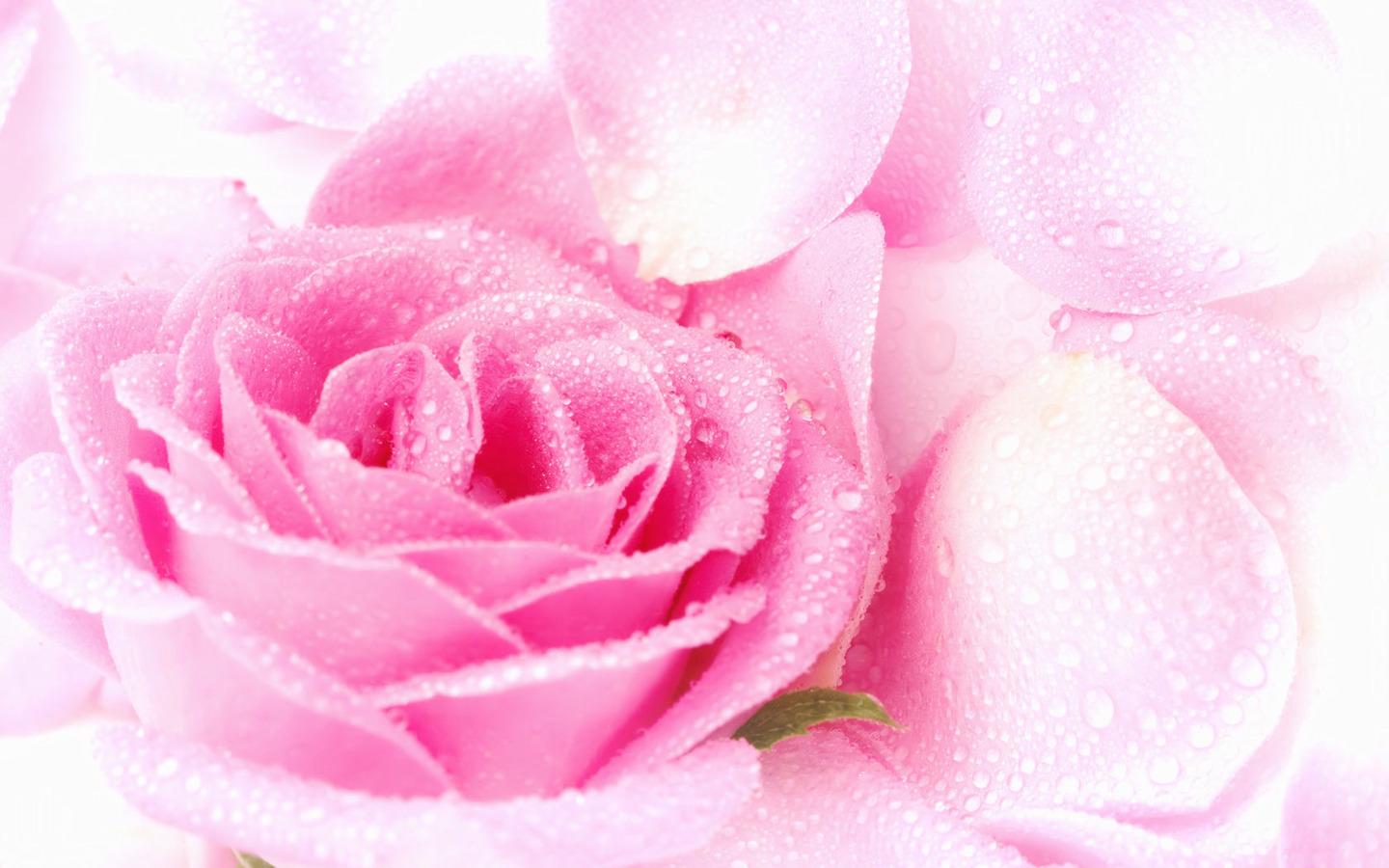 Pink Roses Wallpapers