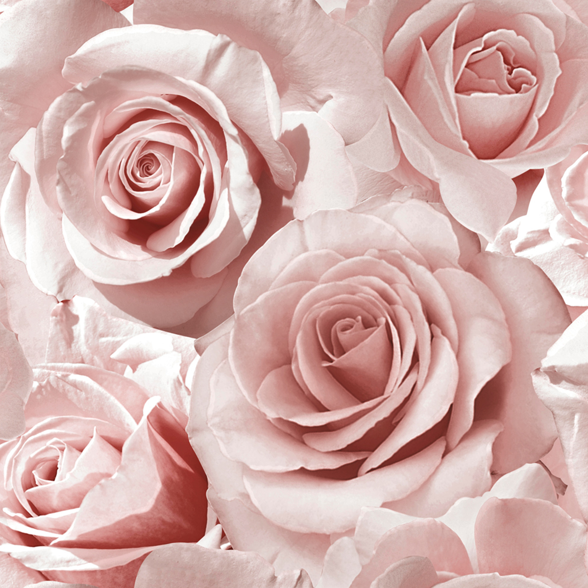 Pink Roses Wallpapers