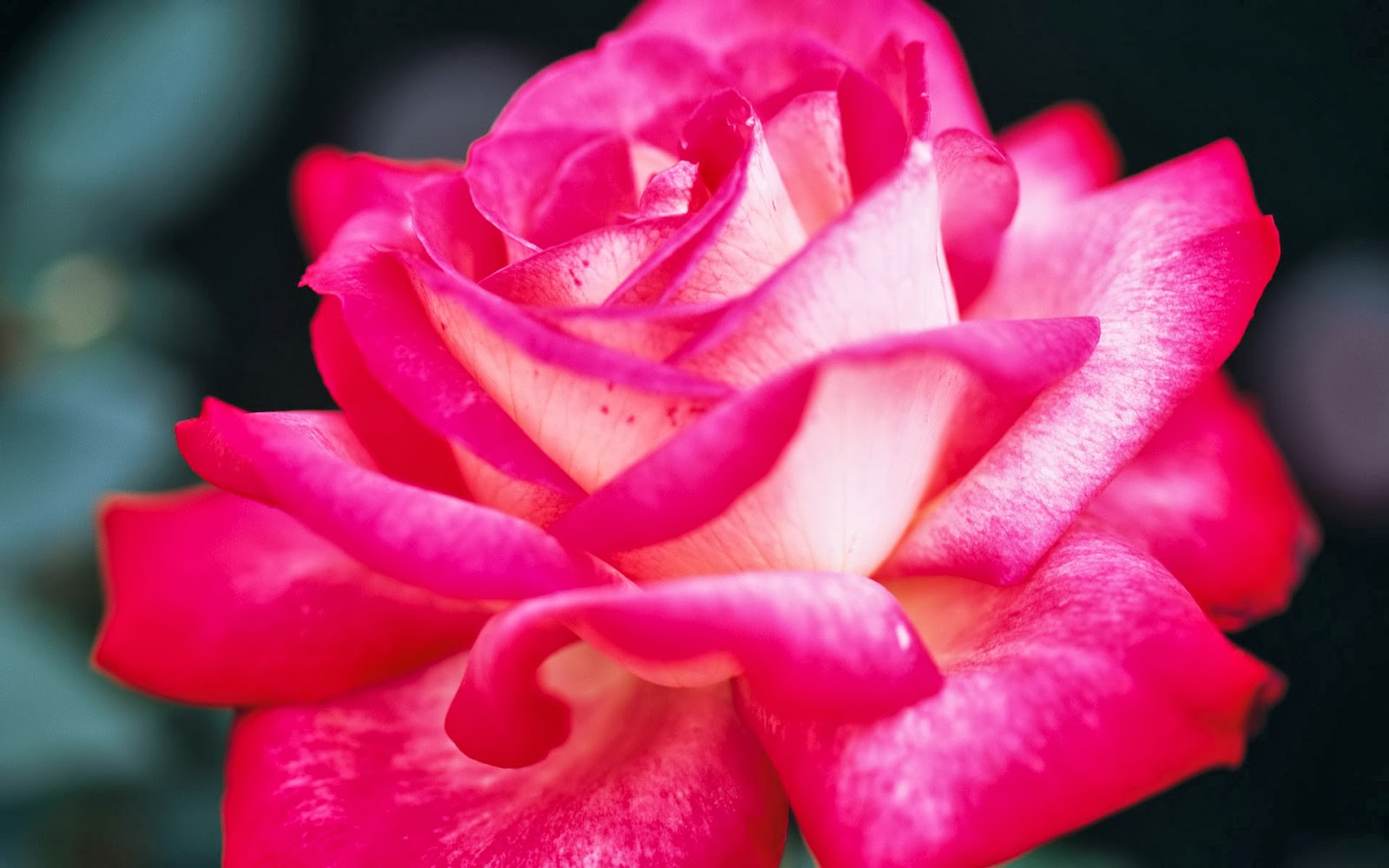 Pink Roses Wallpapers