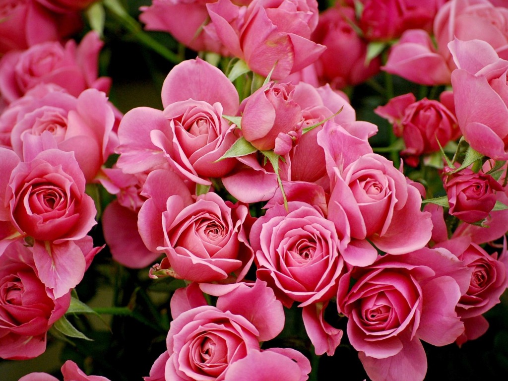 Pink Roses Wallpapers