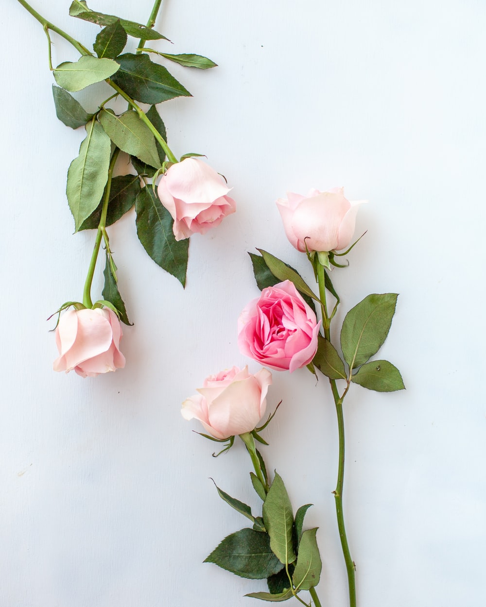 Pink Roses Wallpapers