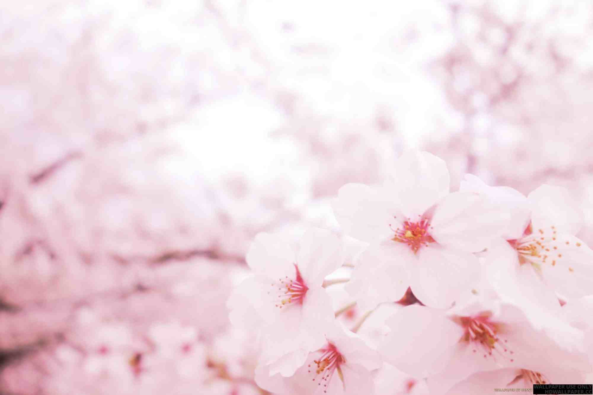 Pink Sakura Wallpapers