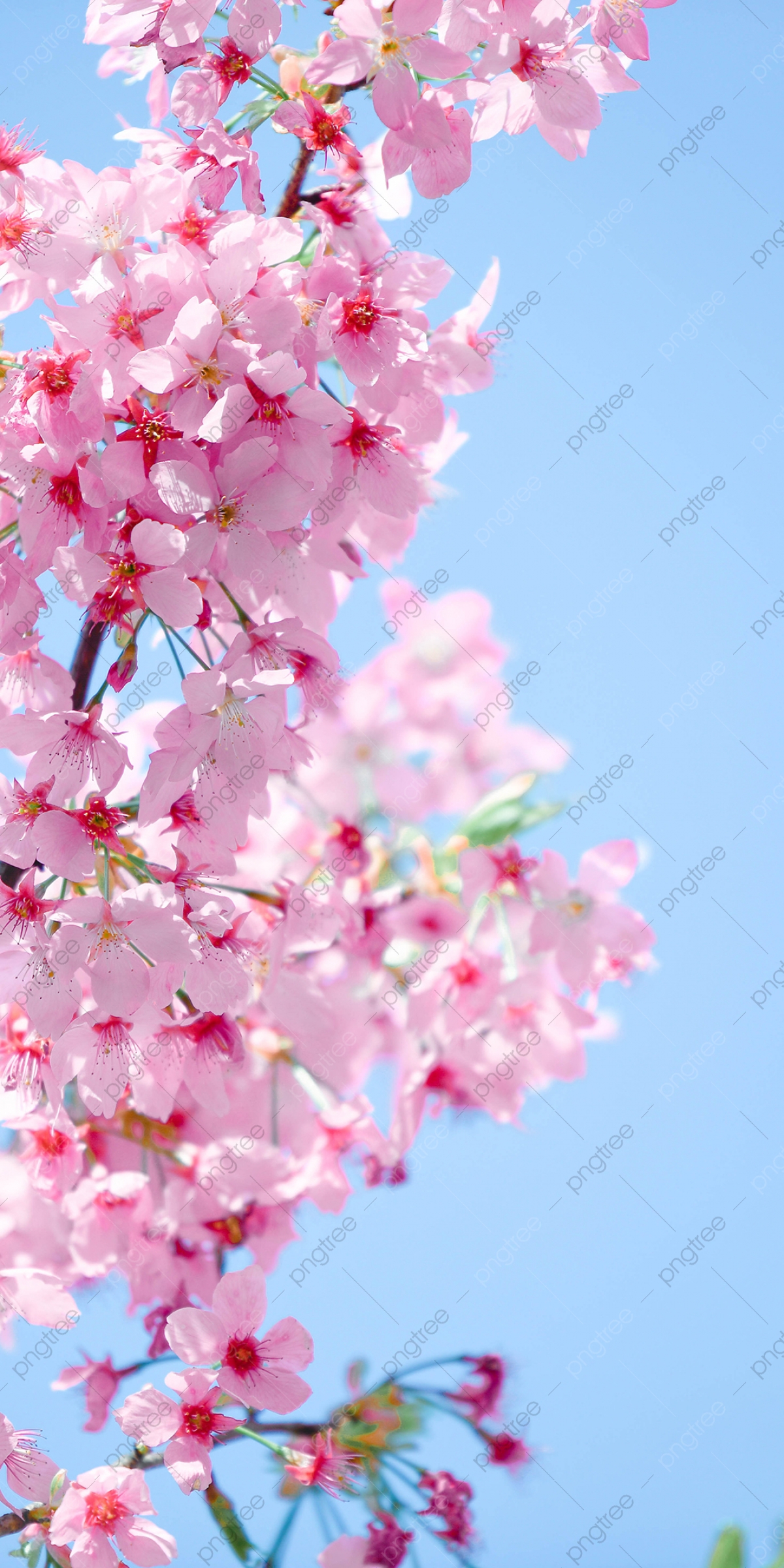 Pink Sakura Wallpapers