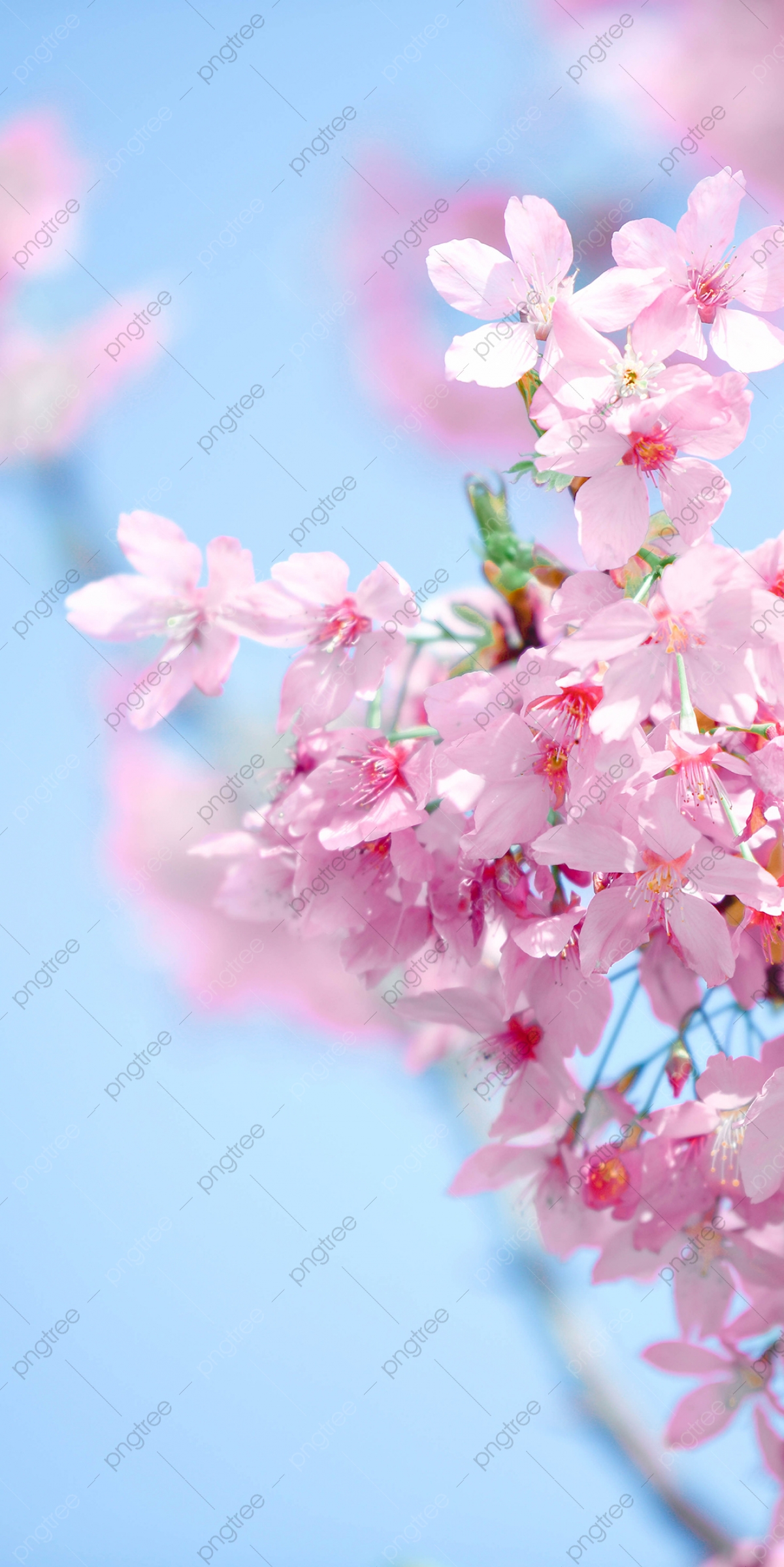 Pink Sakura Wallpapers