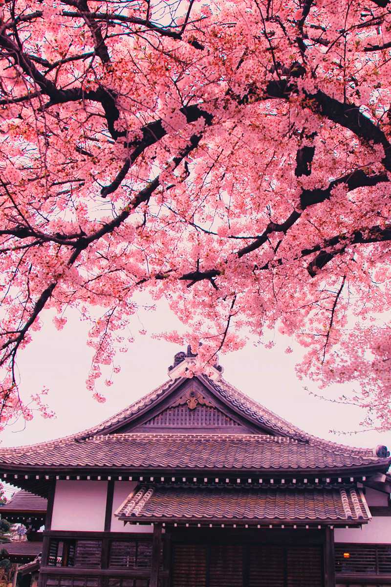 Pink Sakura Wallpapers