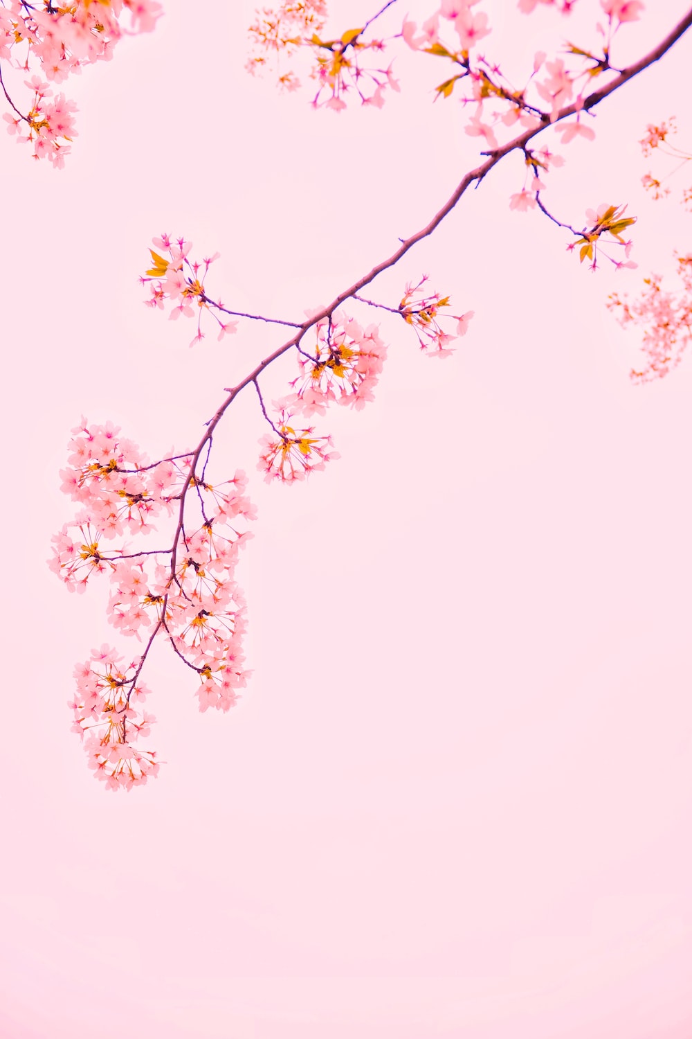 Pink Sakura Wallpapers