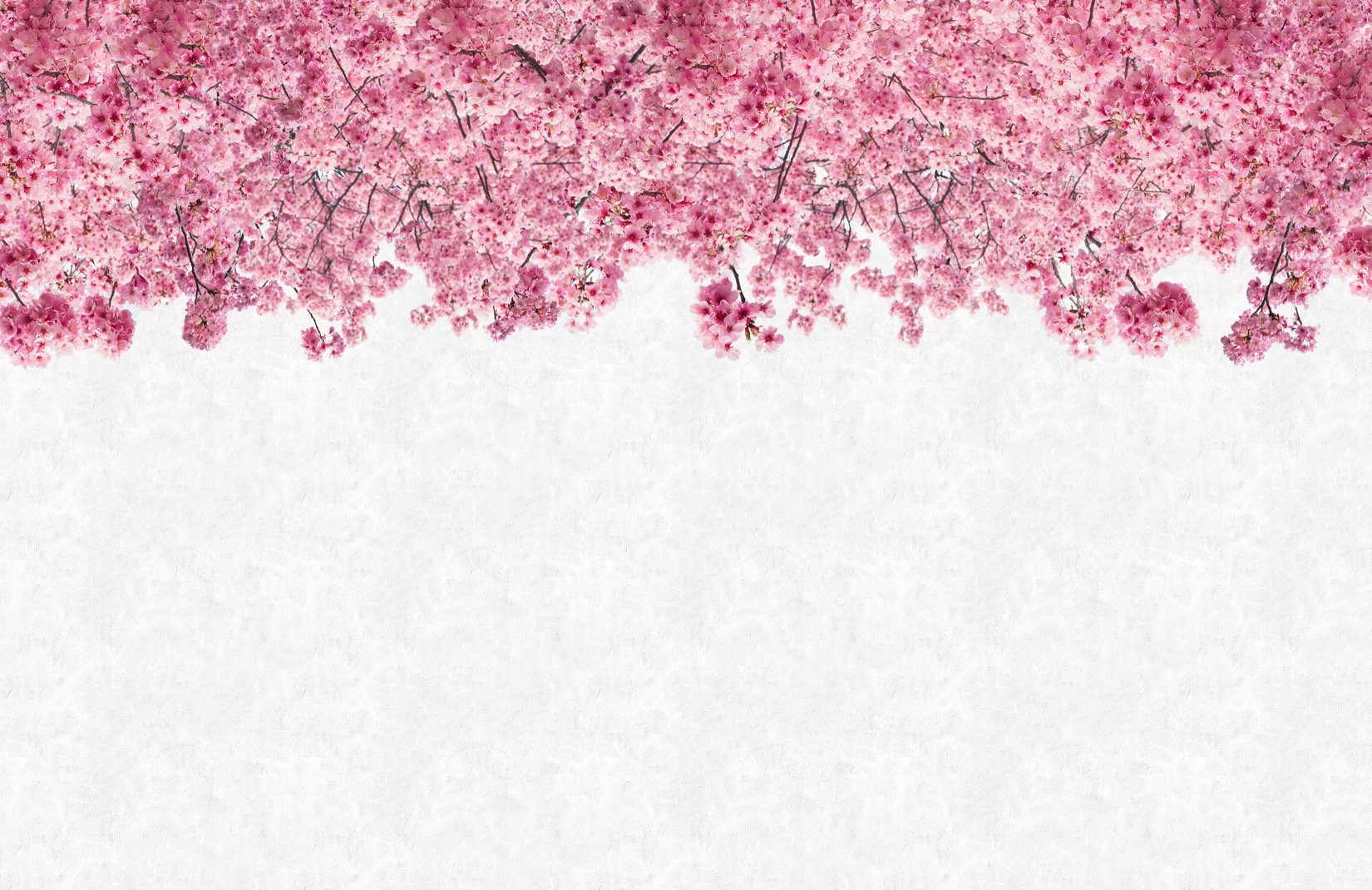 Pink Sakura Wallpapers