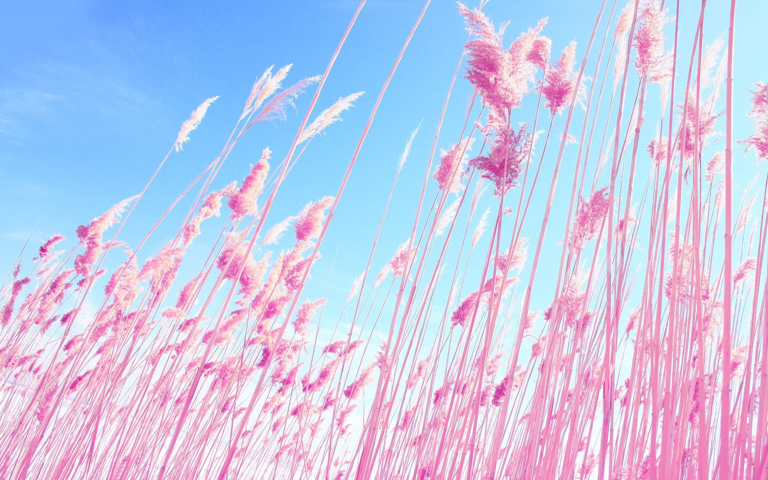 Pink Scenic Wallpapers