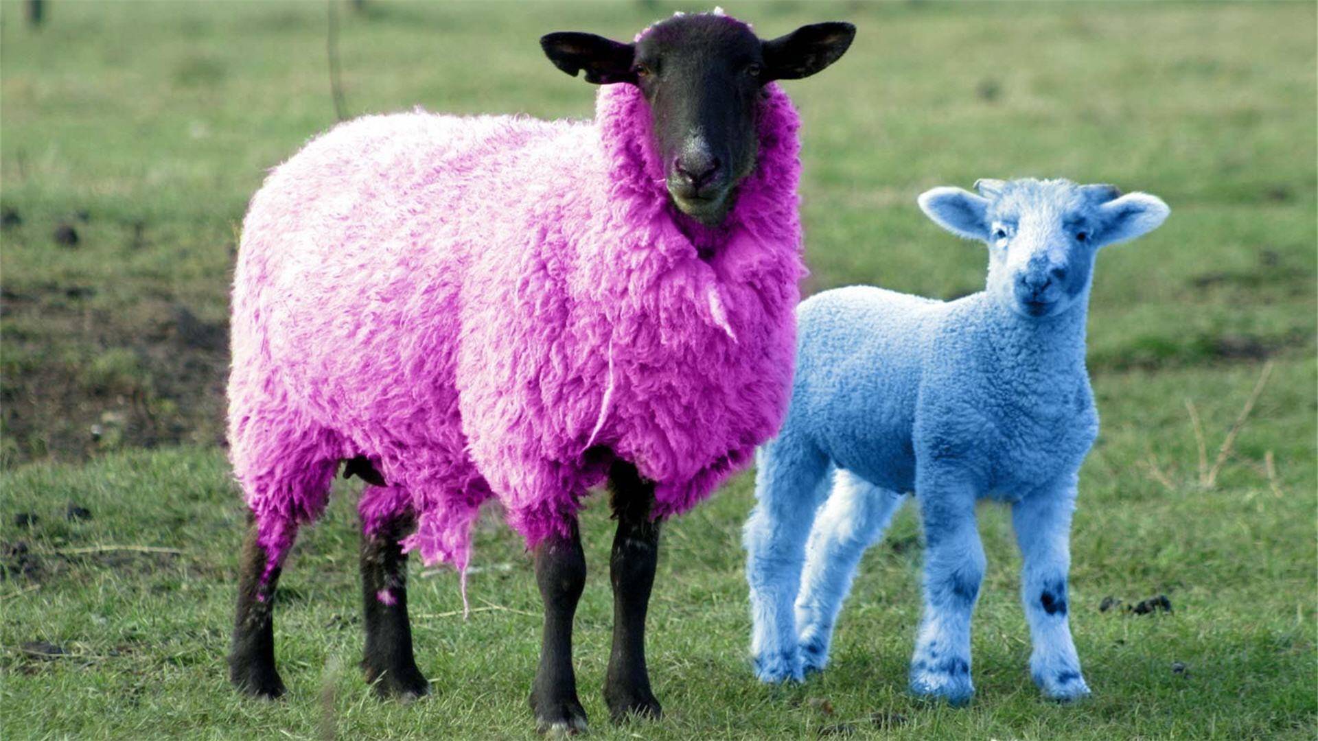 Pink Sheep Wallpapers