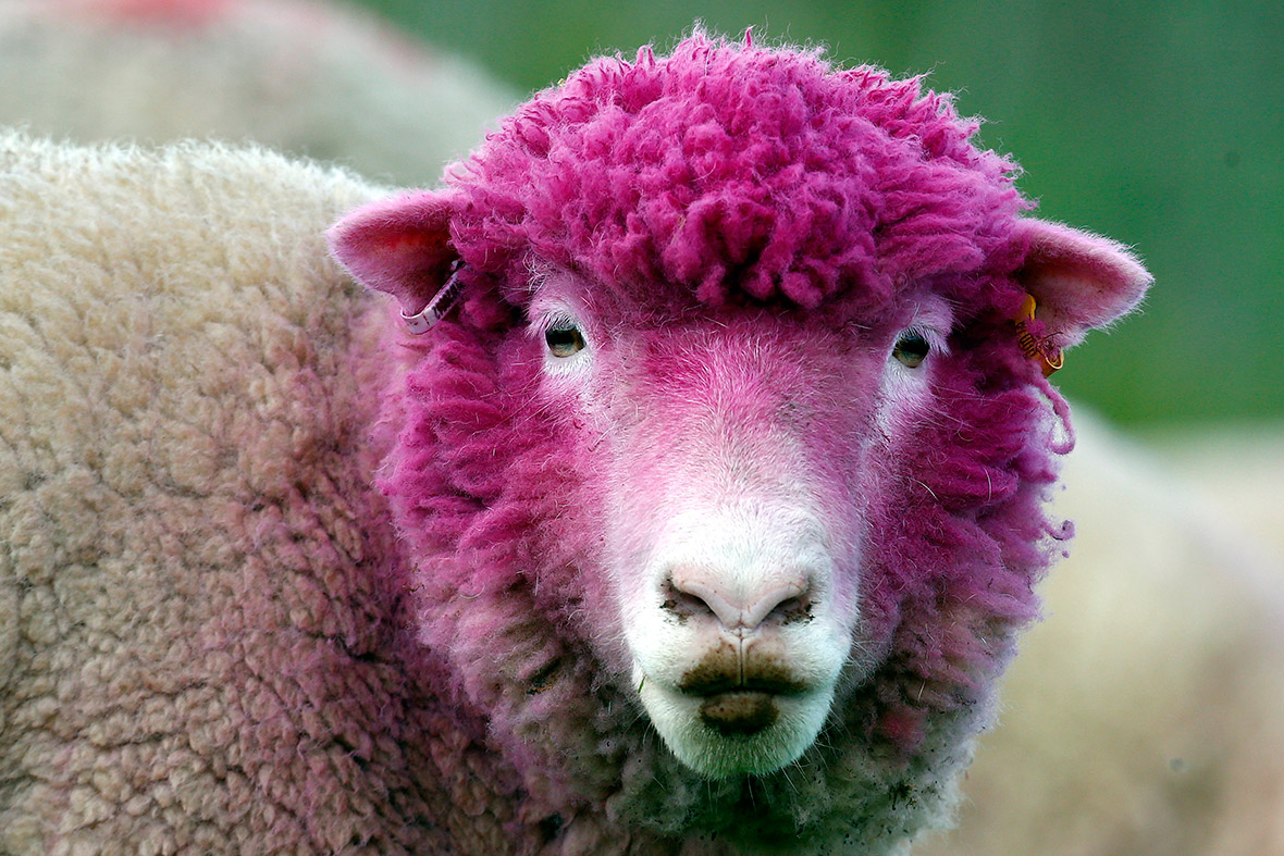 Pink Sheep Wallpapers