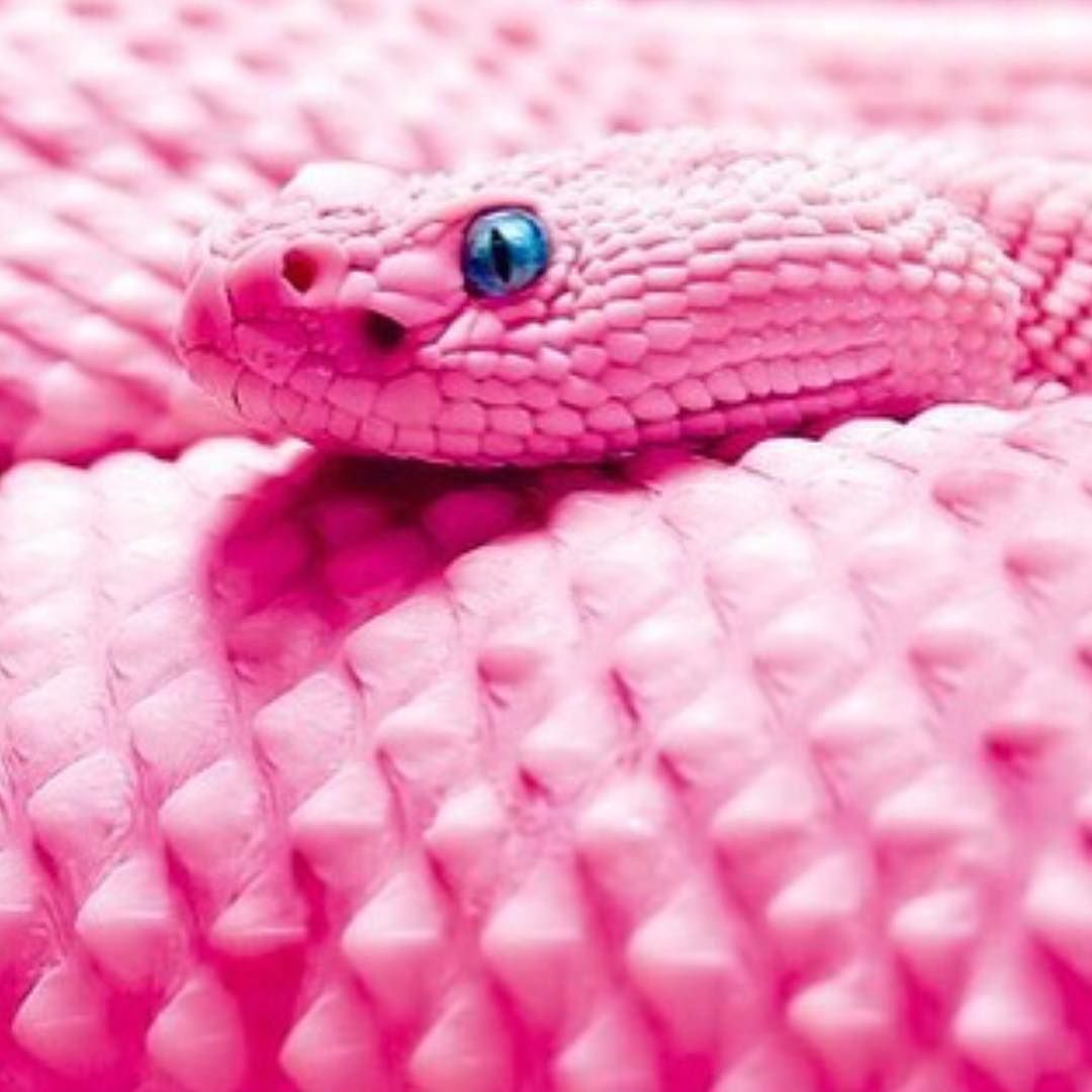 Pink Snake Hd Wallpapers