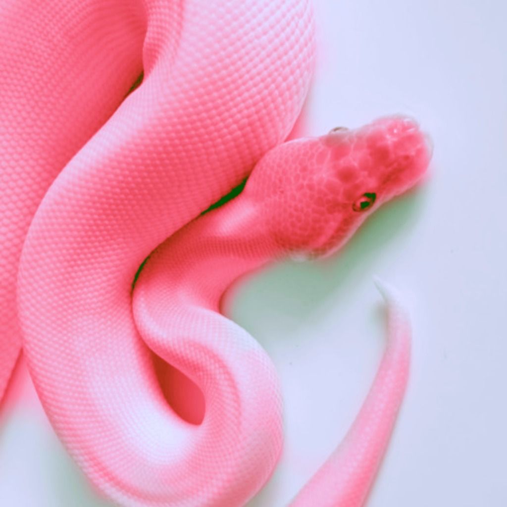 Pink Snake Hd Wallpapers