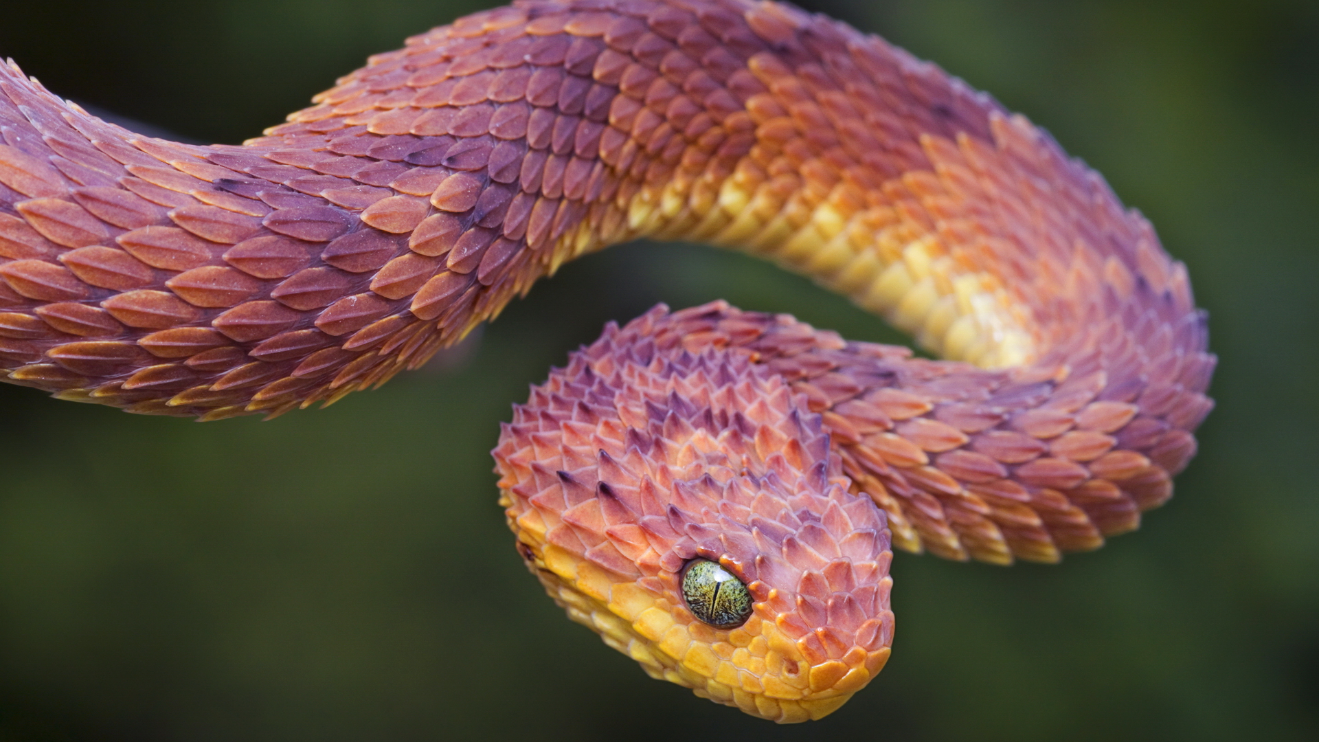 Pink Snake Hd Wallpapers