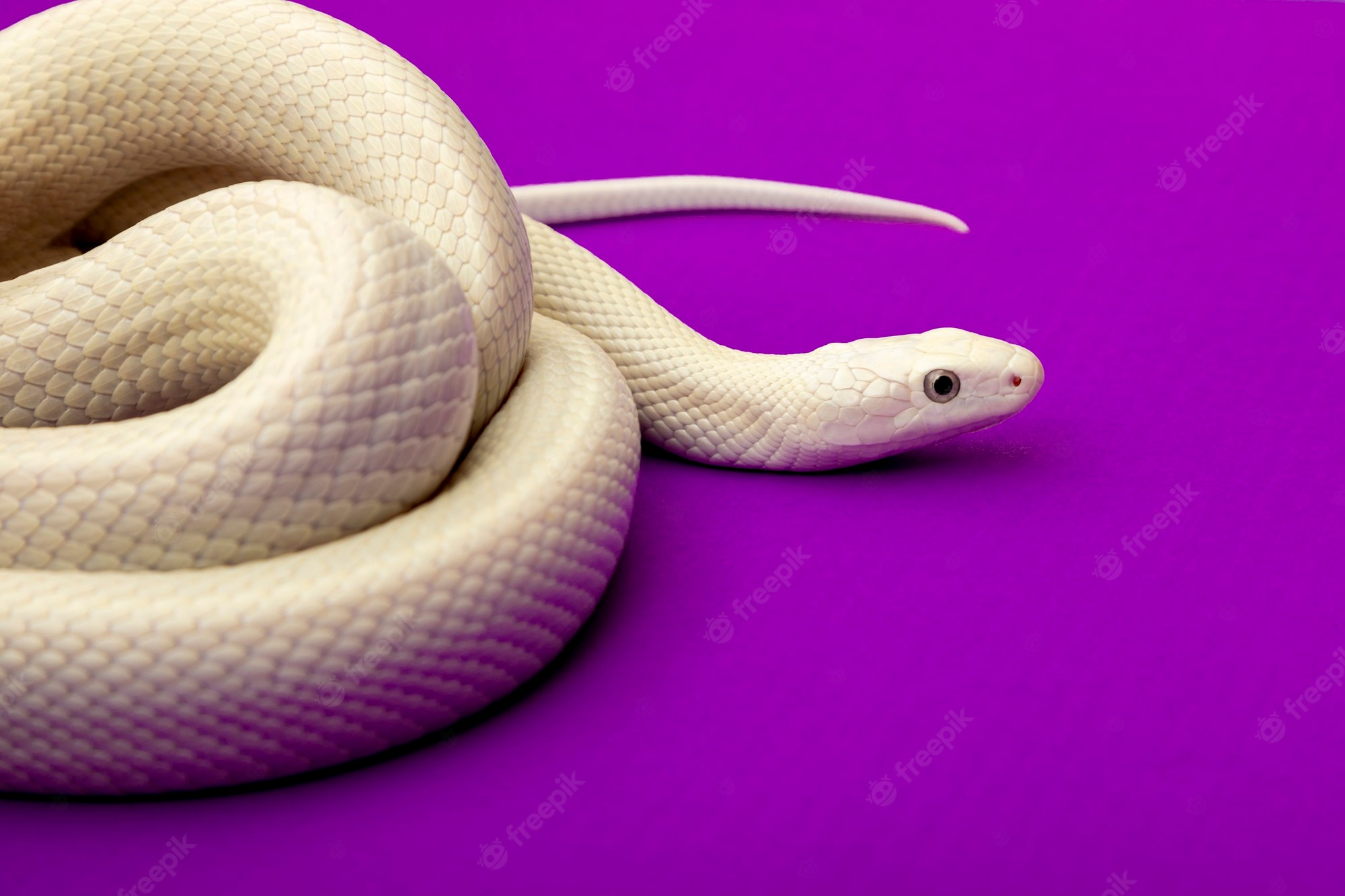 Pink Snake Hd Wallpapers