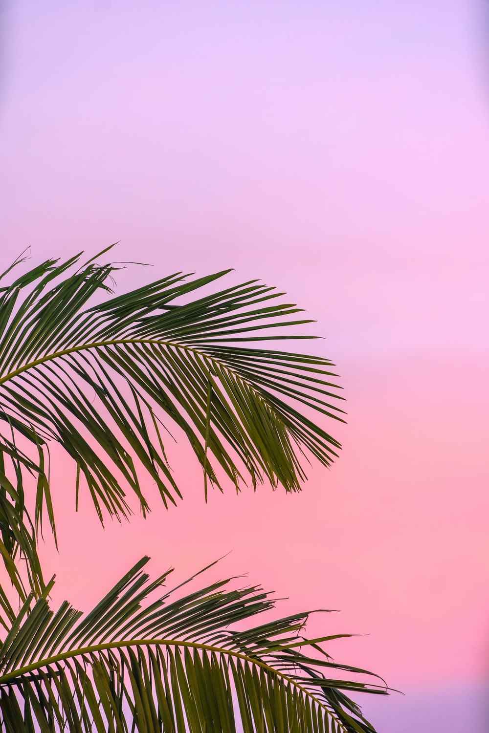 Pink Summer Wallpapers