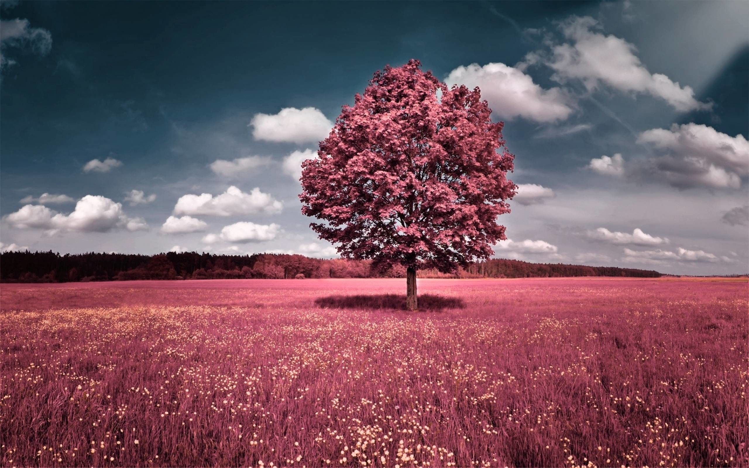 Pink Tree Wallpapers