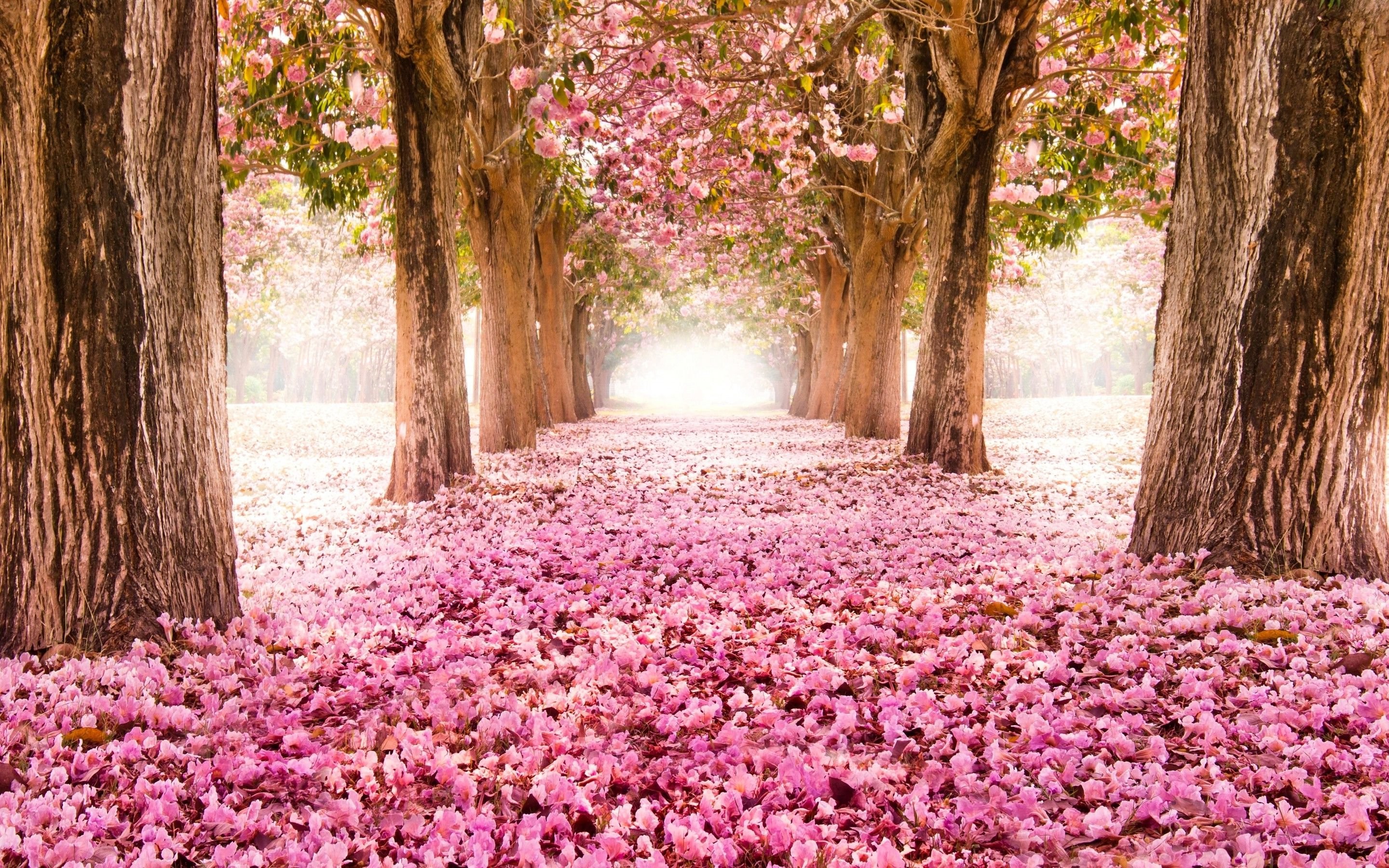 Pink Tree Wallpapers