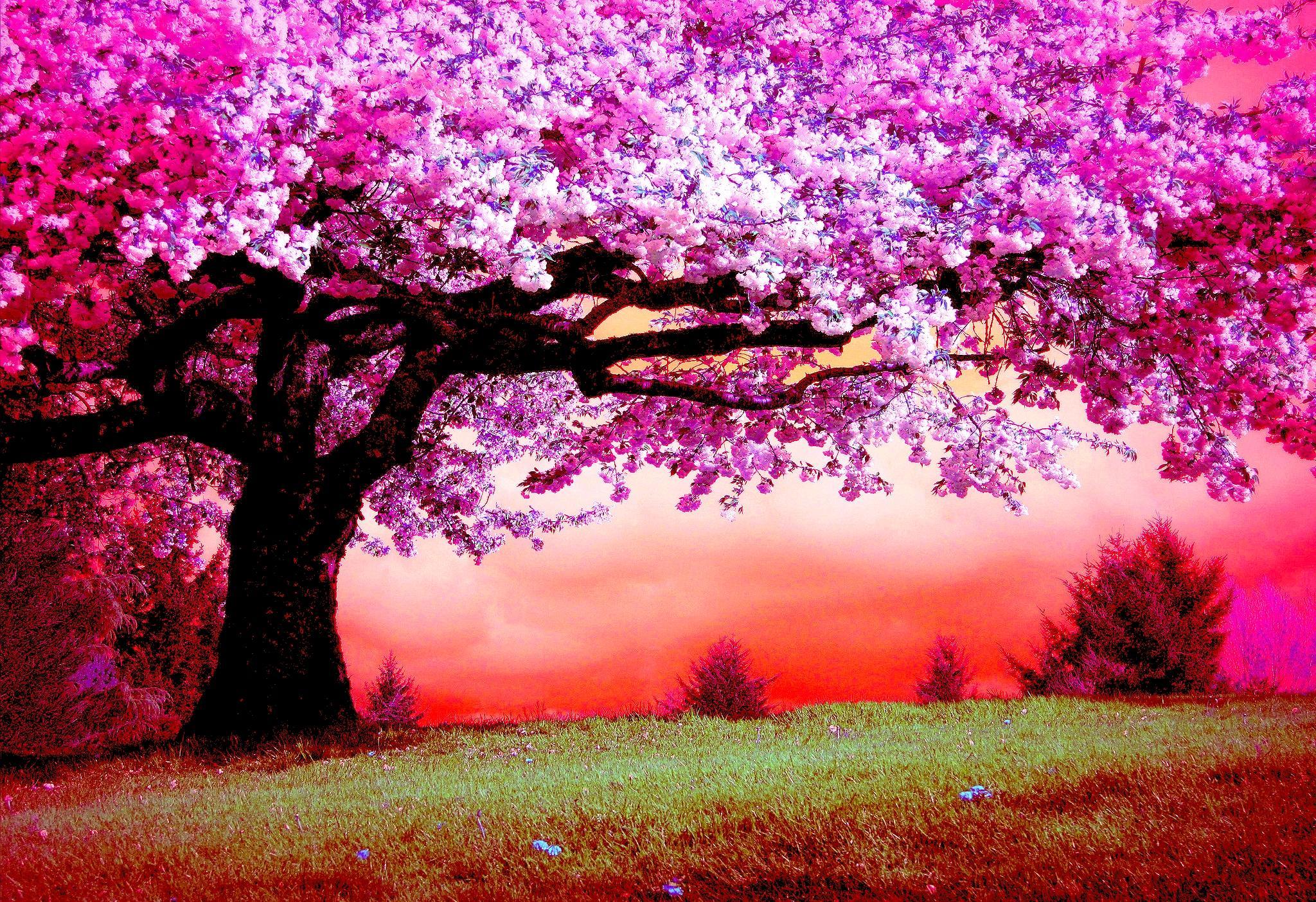 Pink Tree Wallpapers