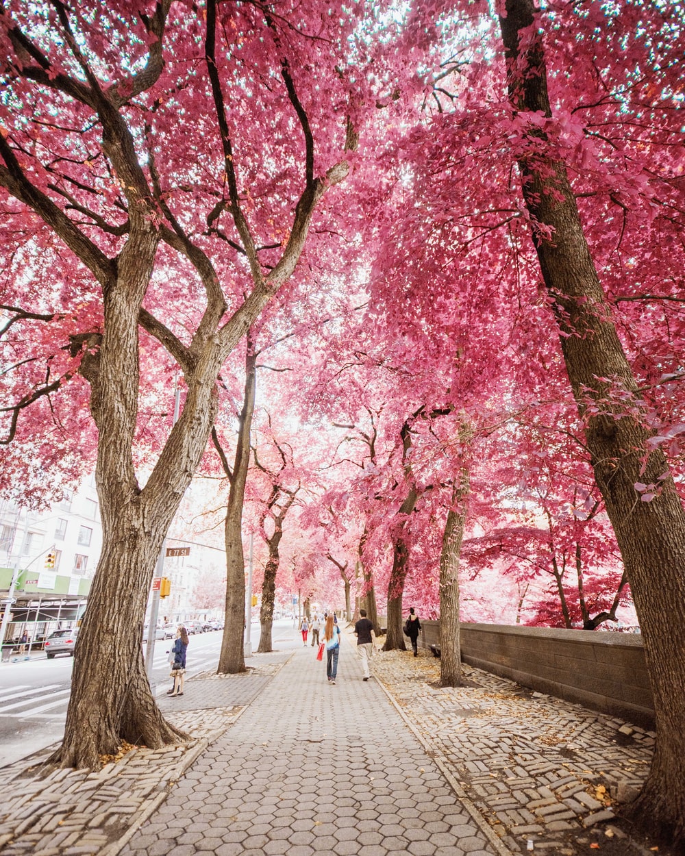 Pink Trees Wallpapers