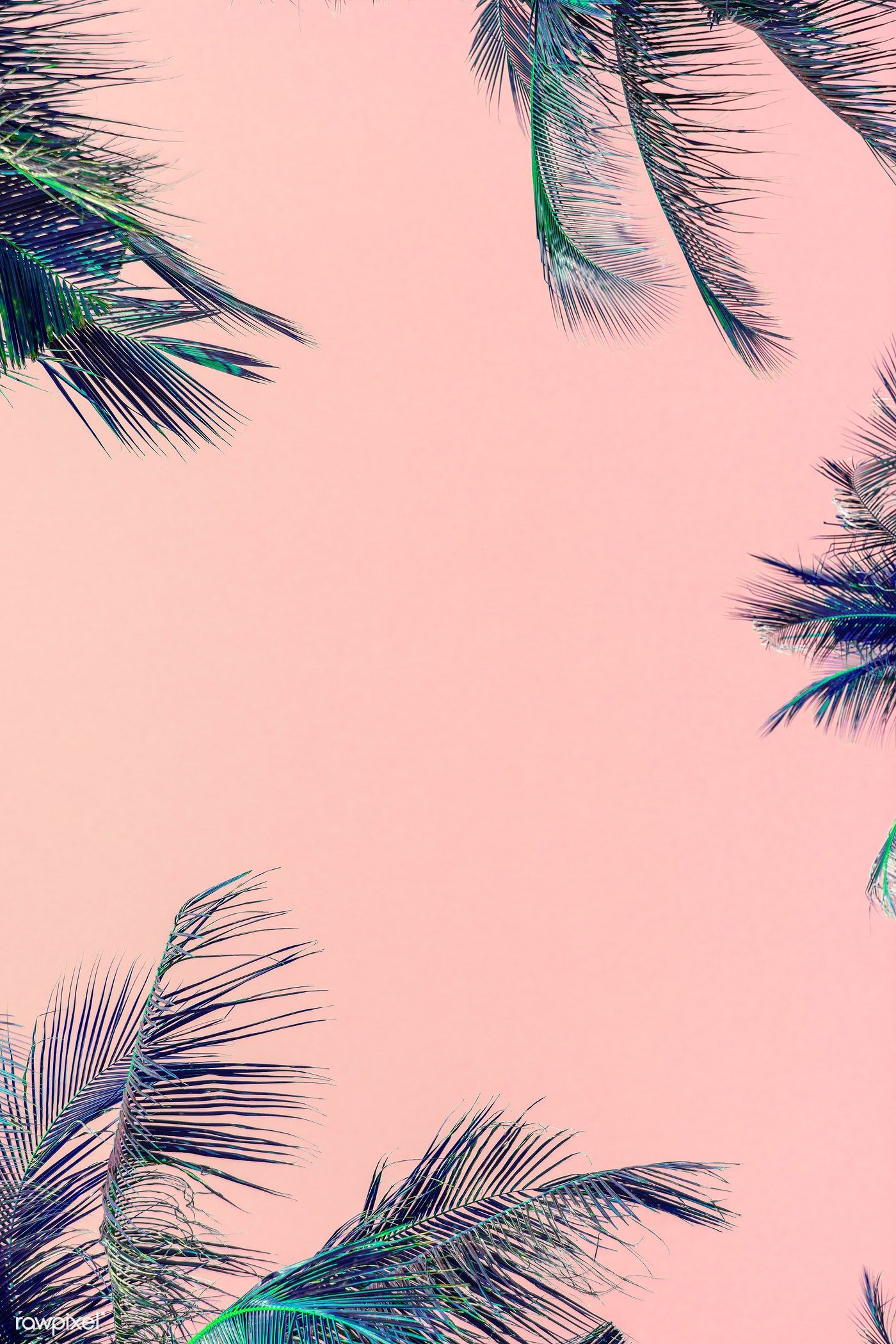 Pink Tropical Wallpapers