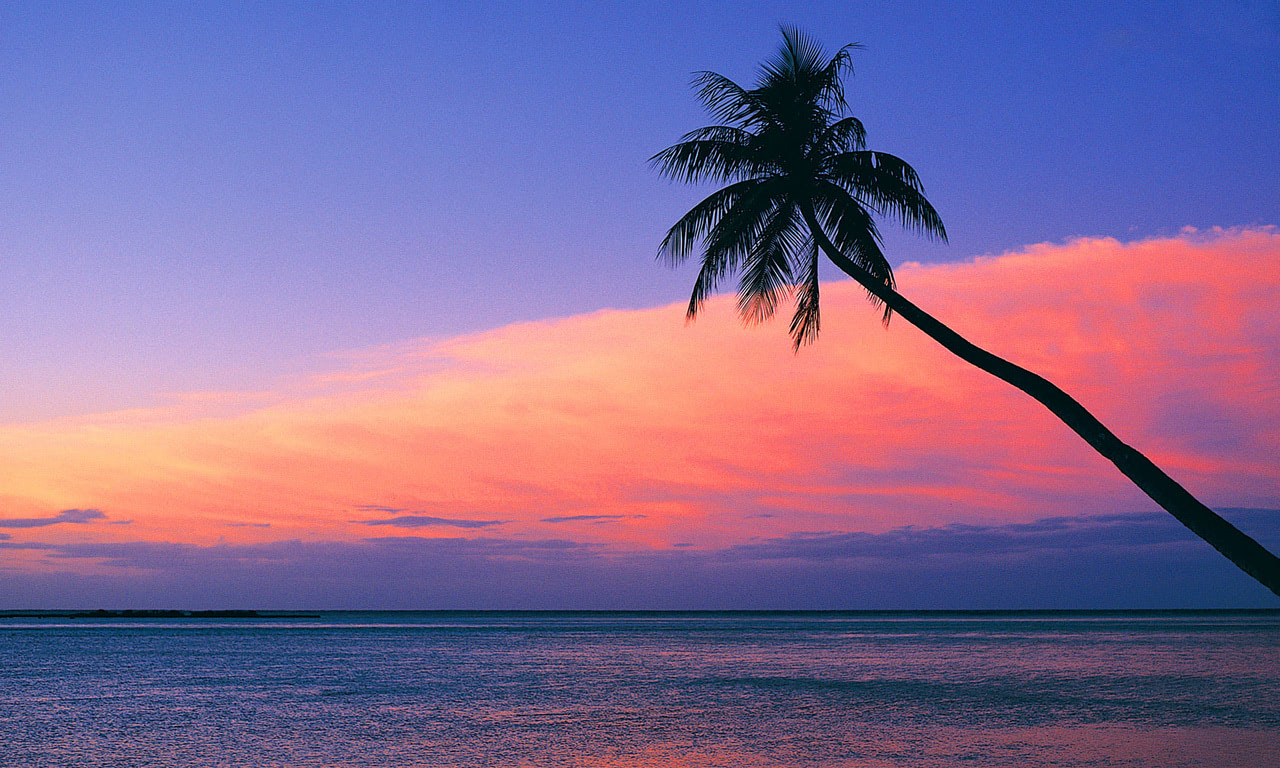 Pink Tropical Wallpapers