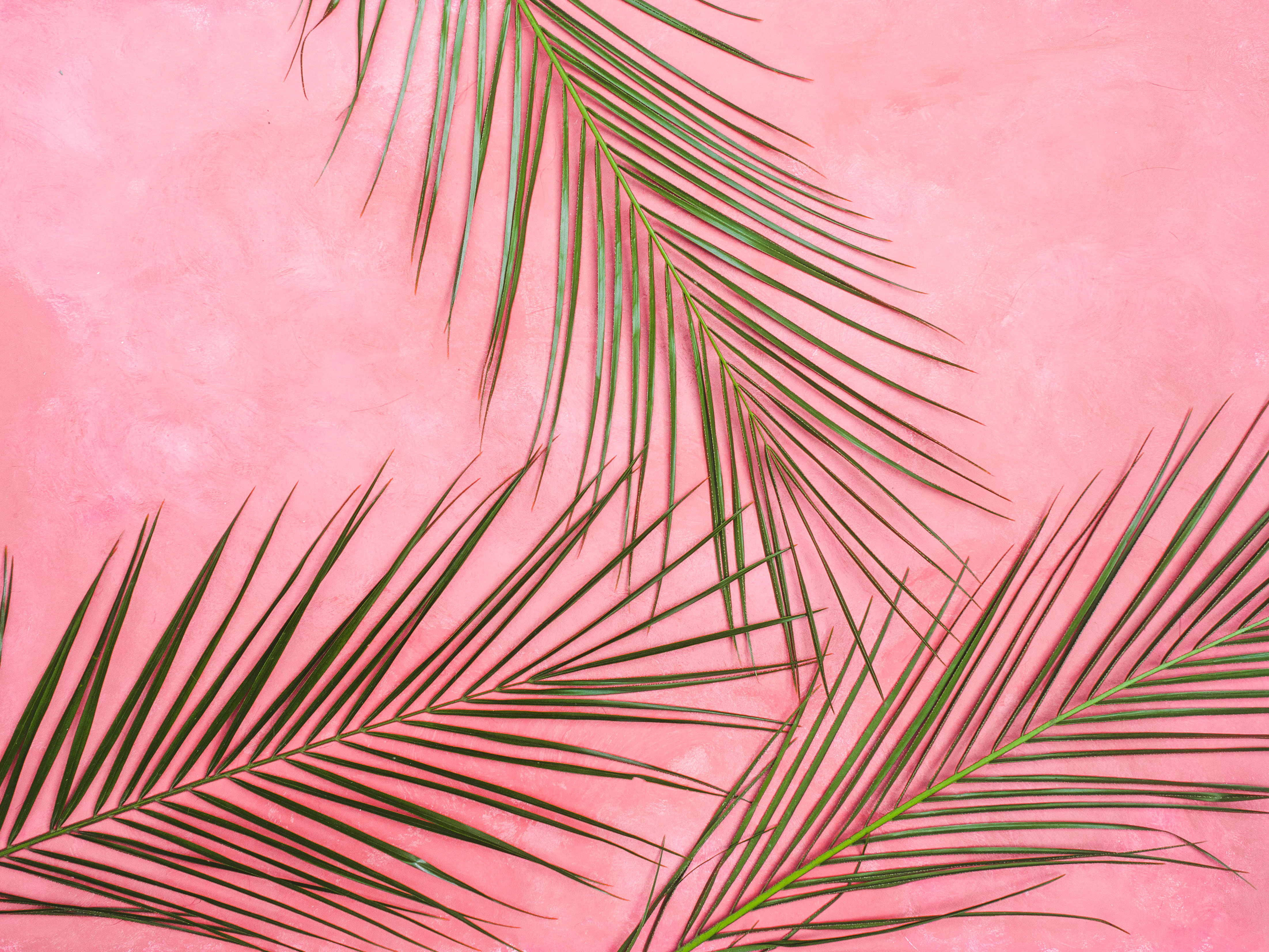 Pink Tropical Wallpapers