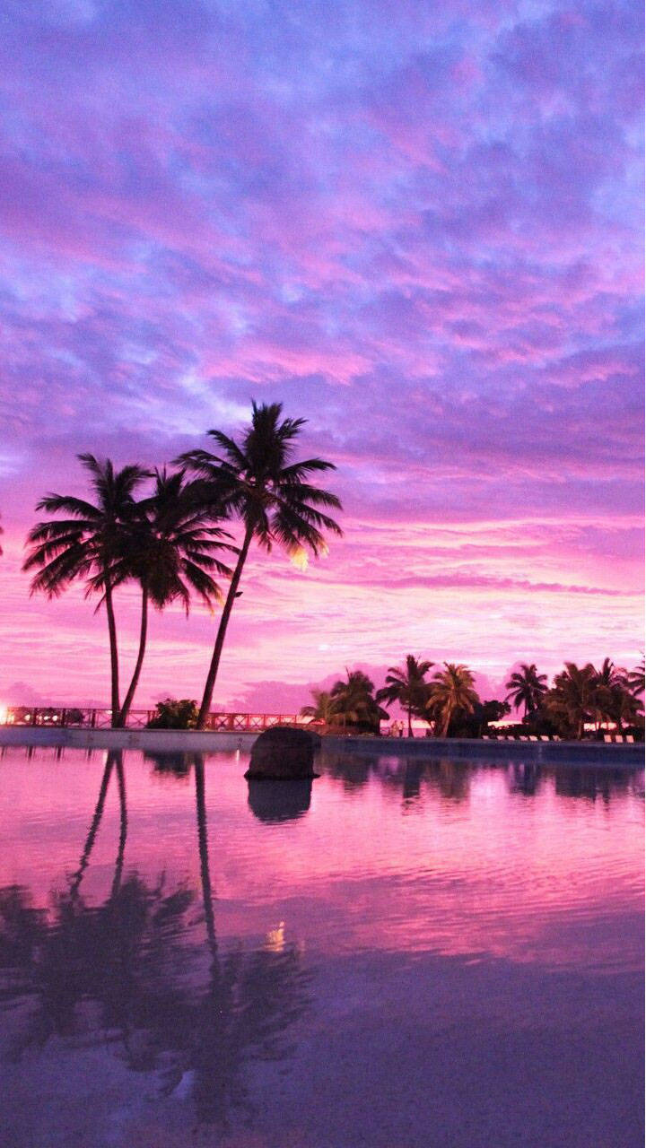 Pink Tropical Wallpapers