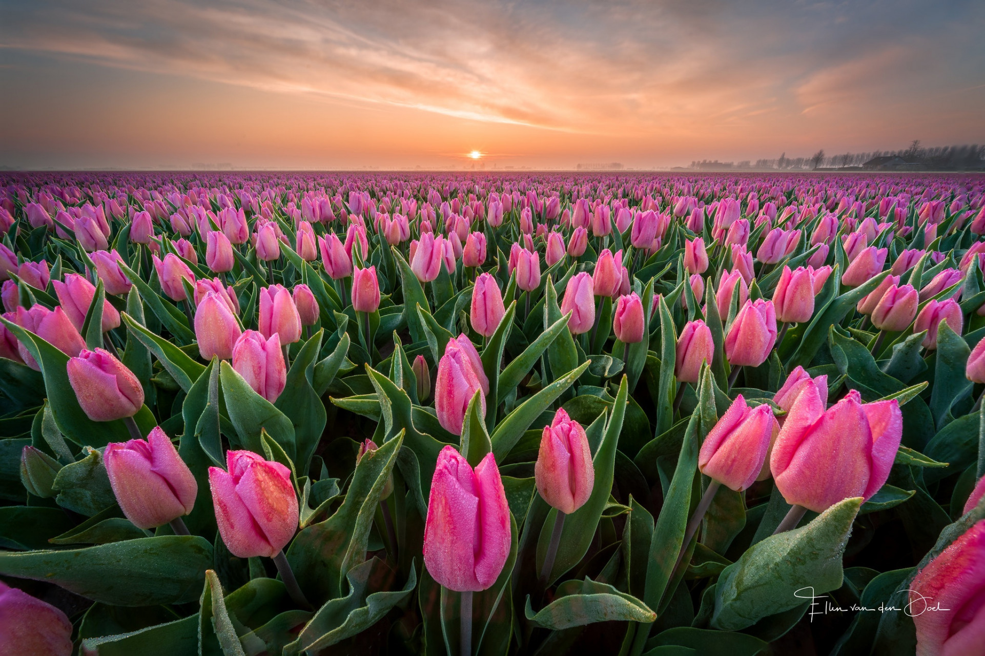 Pink Tulip Wallpapers