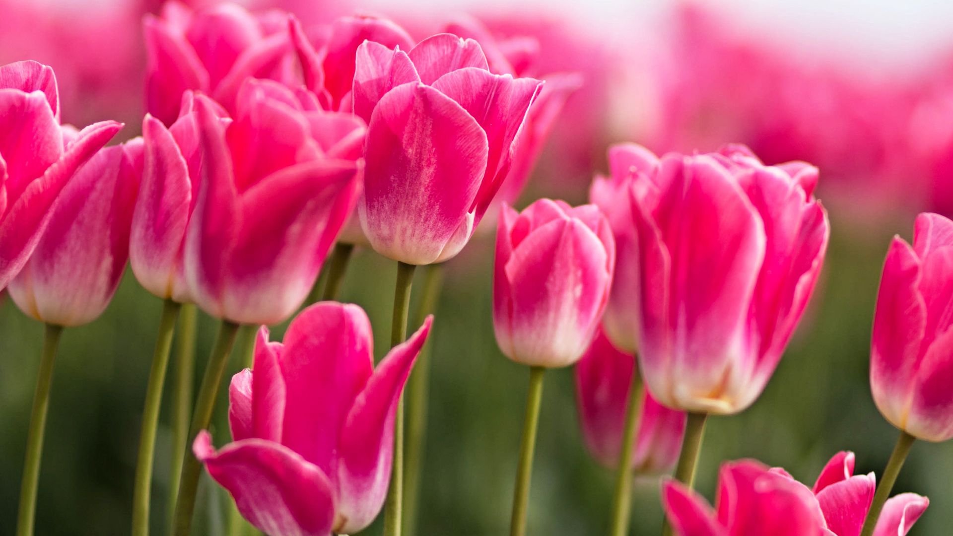 Pink Tulip Wallpapers