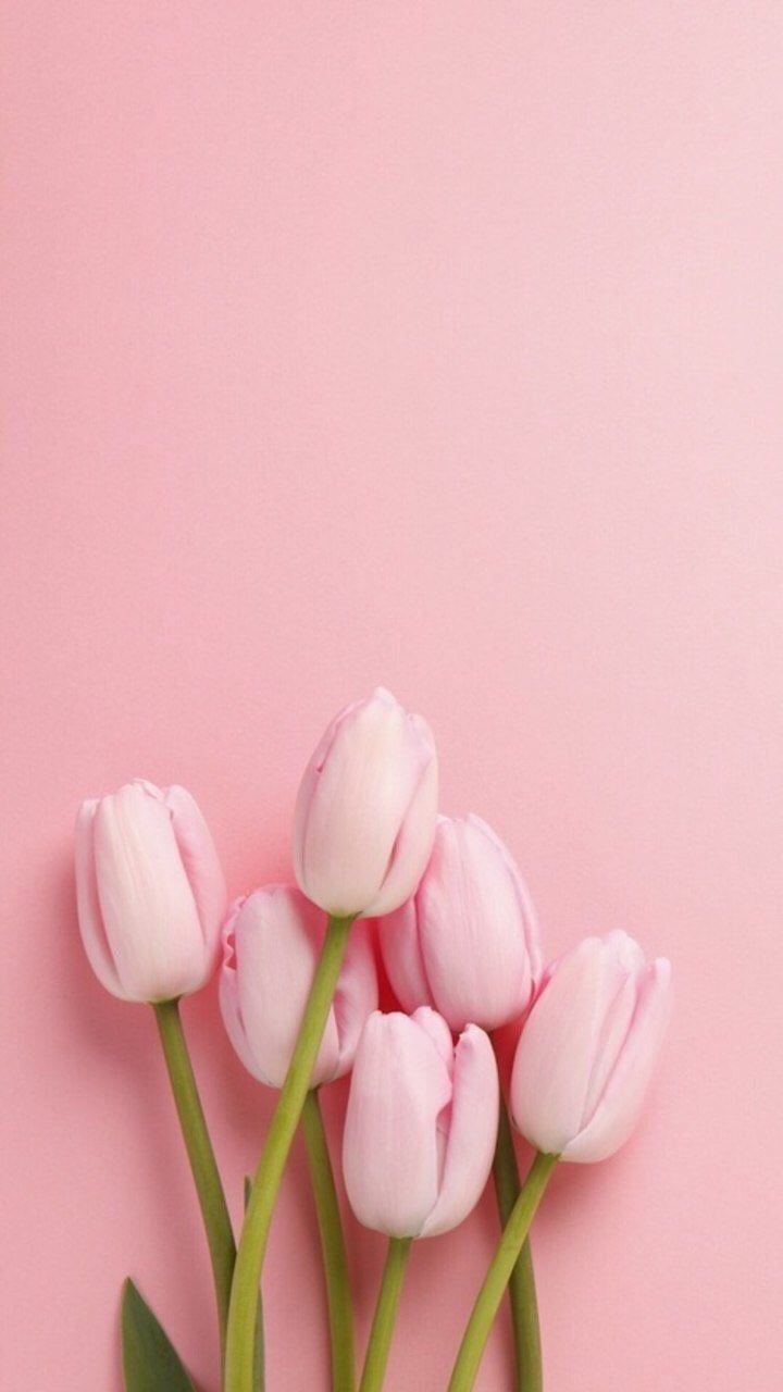 Pink Tulips Wallpapers