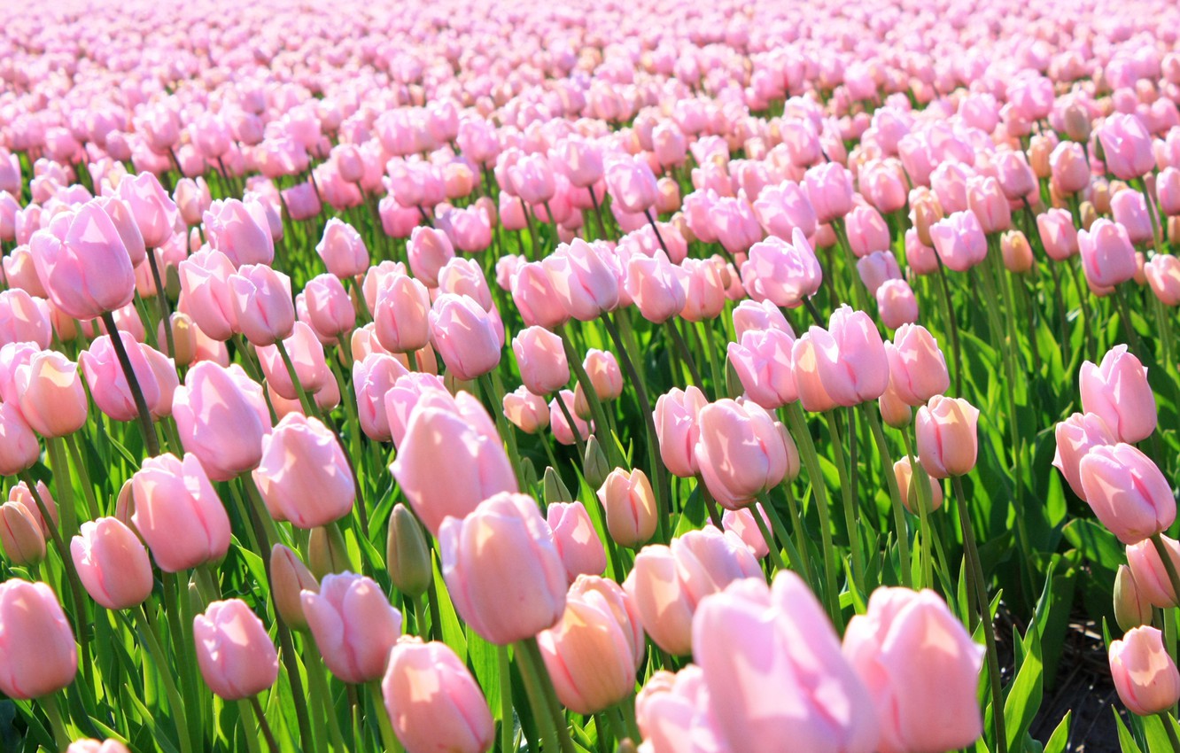 Pink Tulips Wallpapers