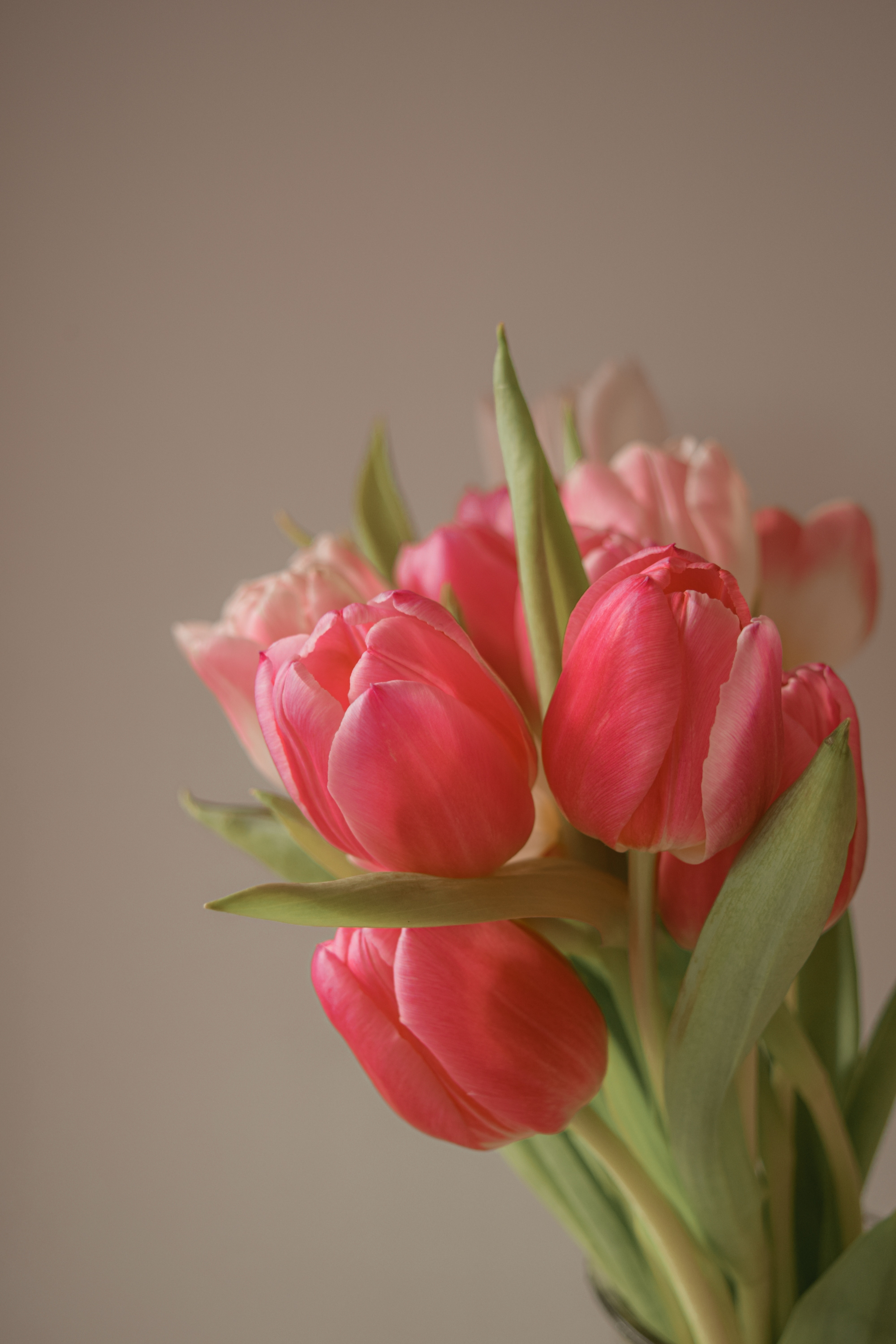 Pink Tulips Wallpapers