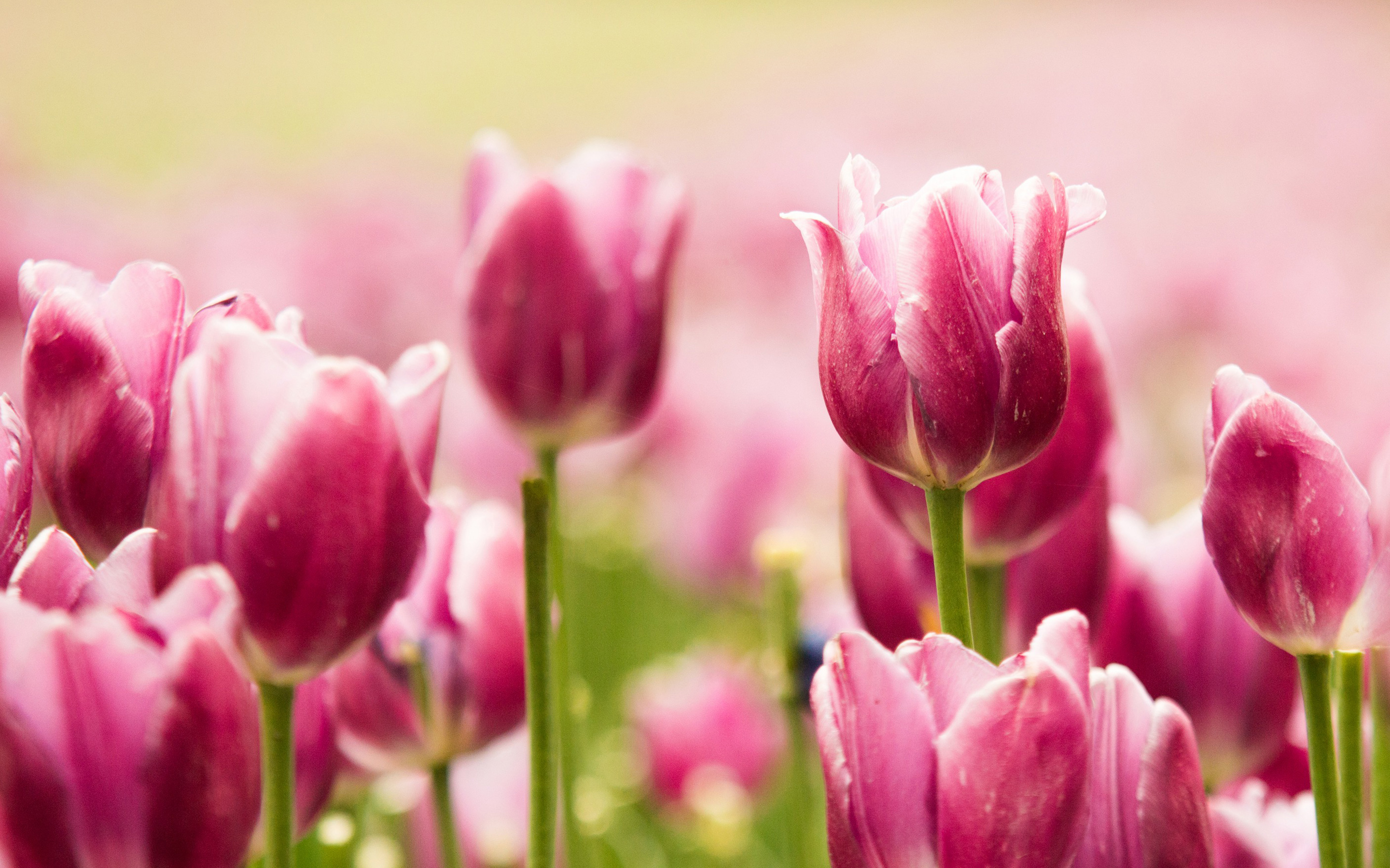 Pink Tulips Wallpapers