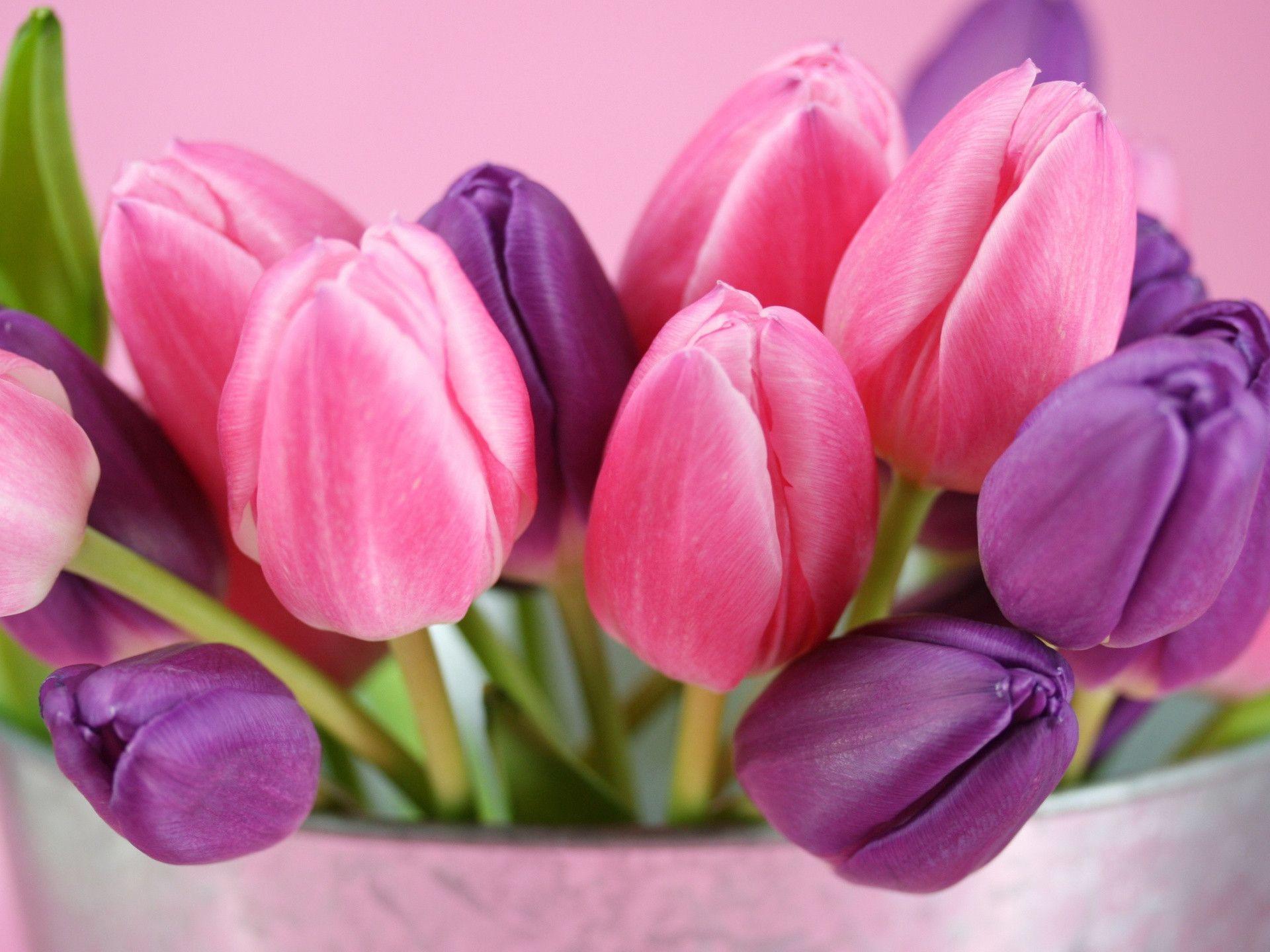 Pink Tulips Wallpapers