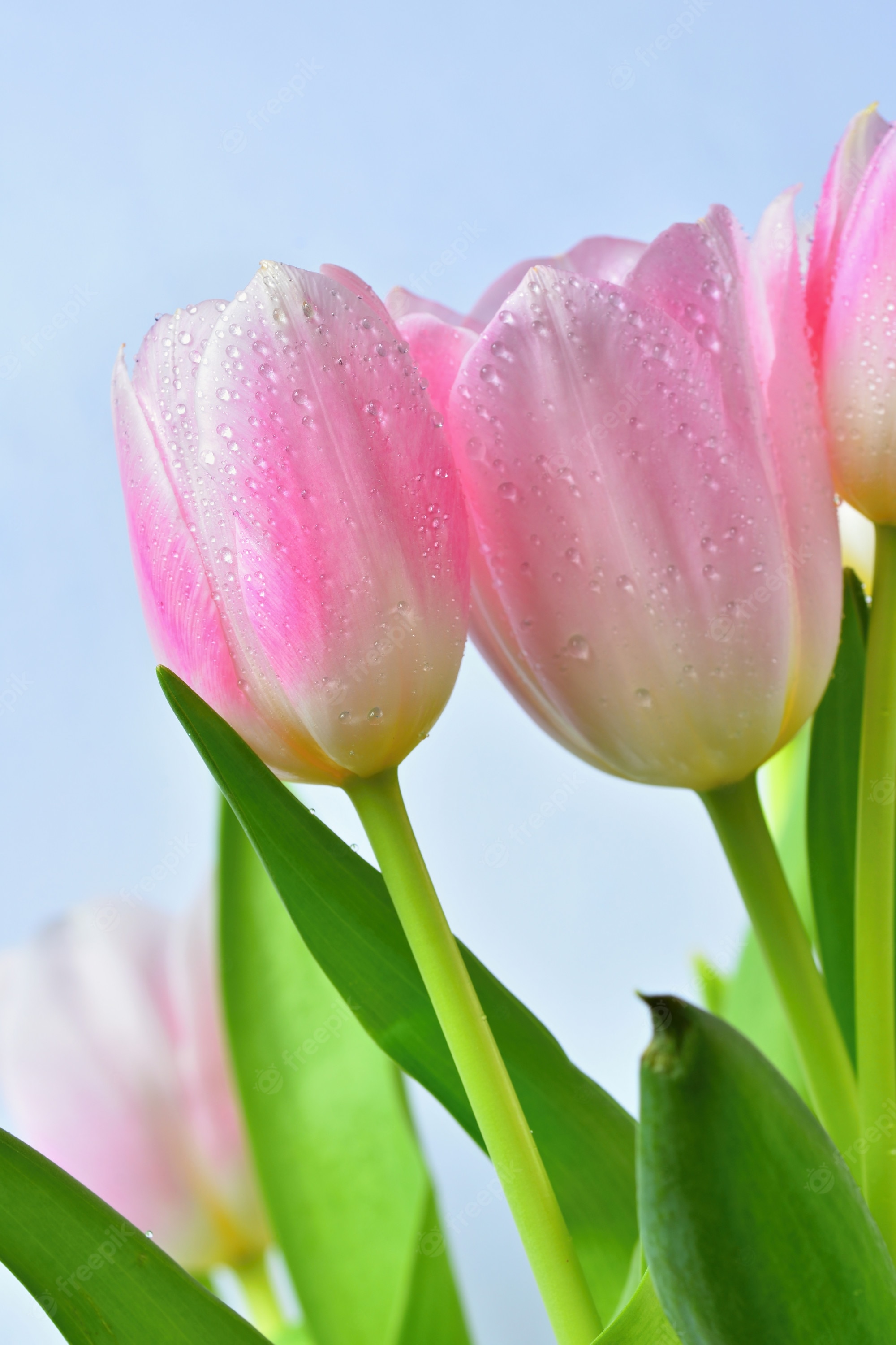 Pink Tulips Wallpapers