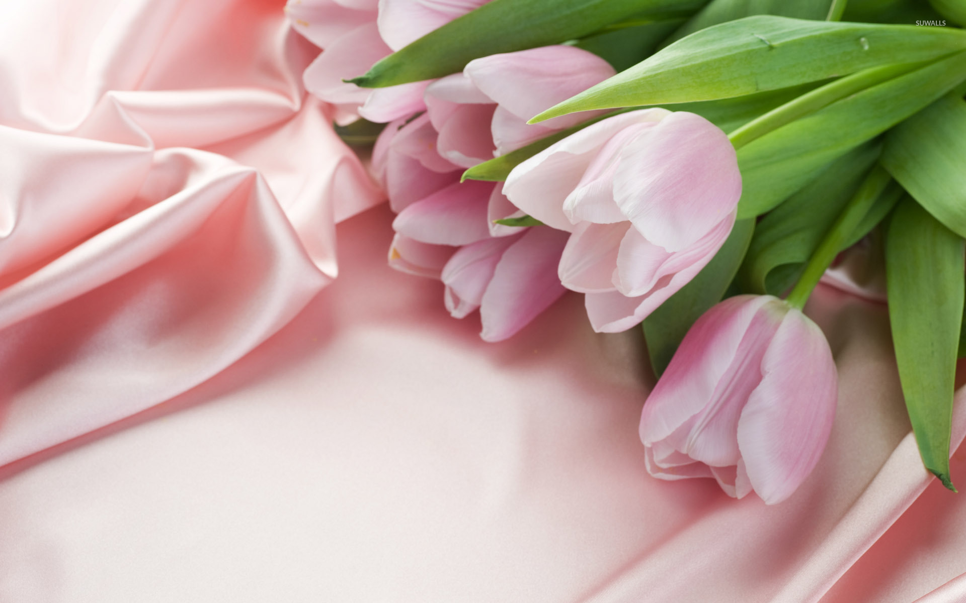 Pink Tulips Wallpapers