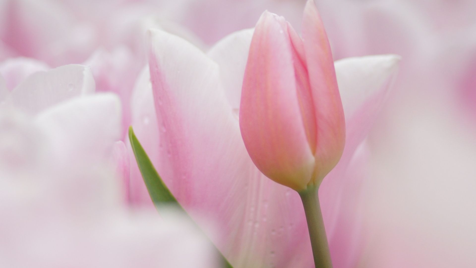 Pink Tulips Wallpapers