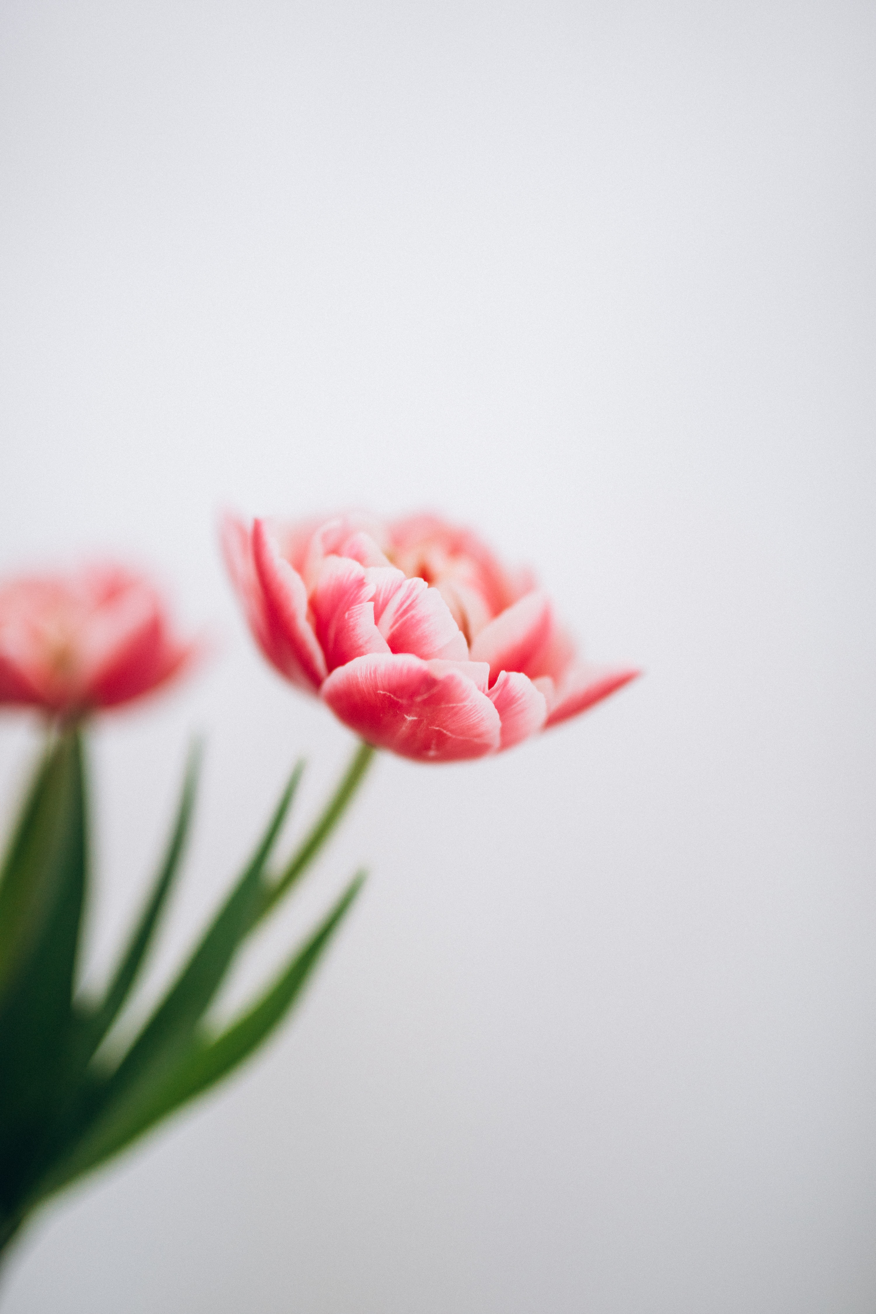 Pink Tulips Wallpapers