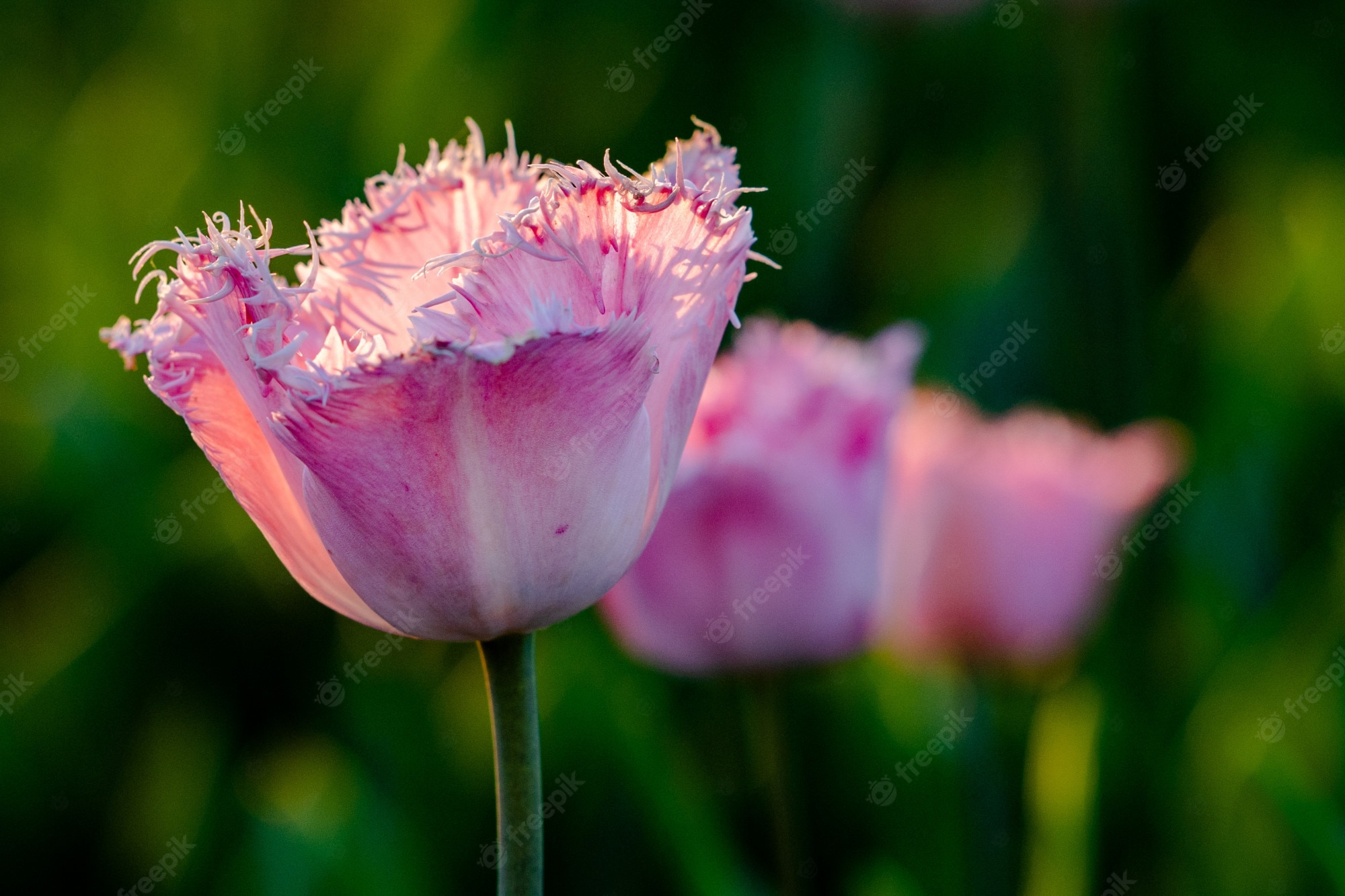 Pink Tulips Wallpapers