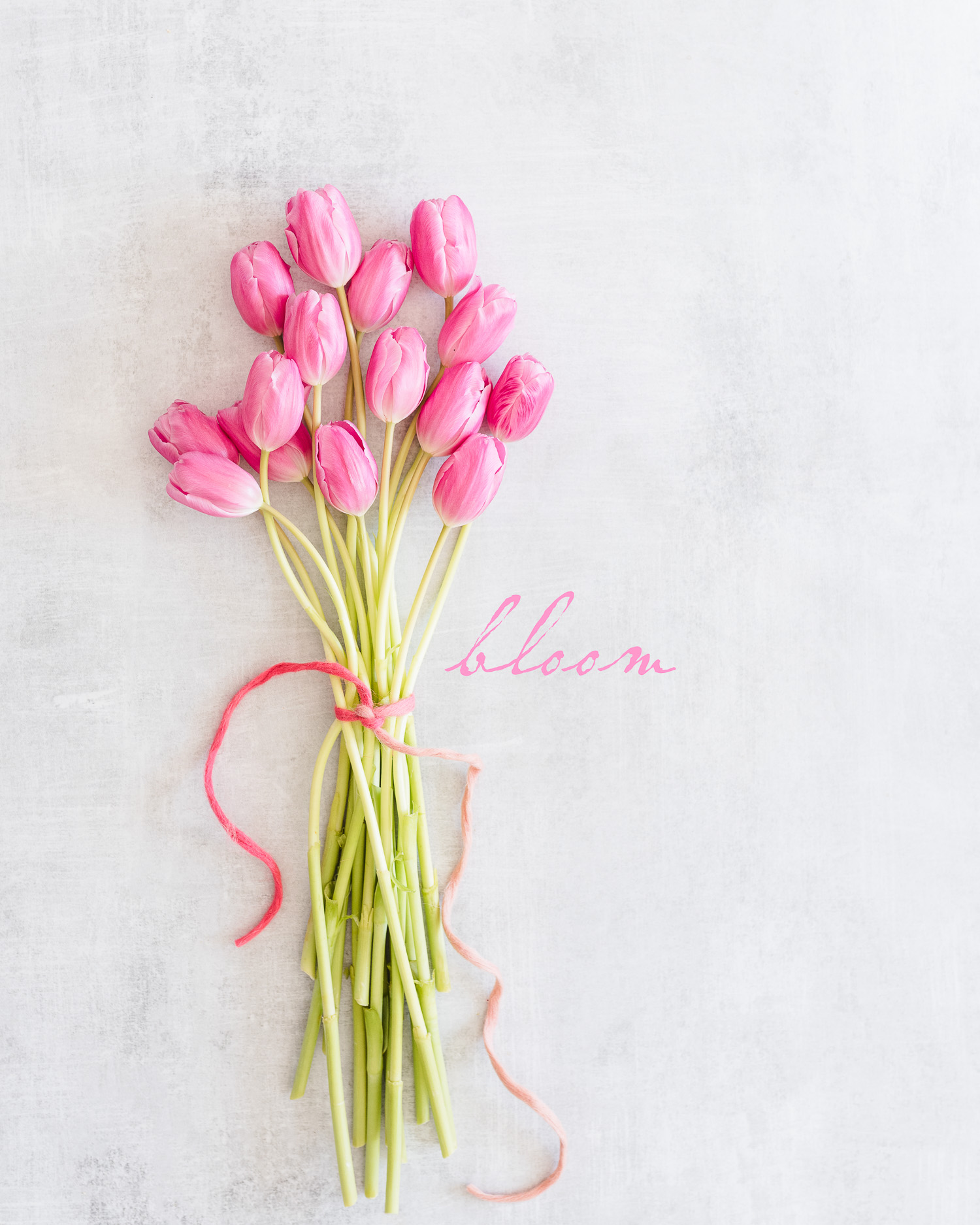 Pink Tulips Wallpapers