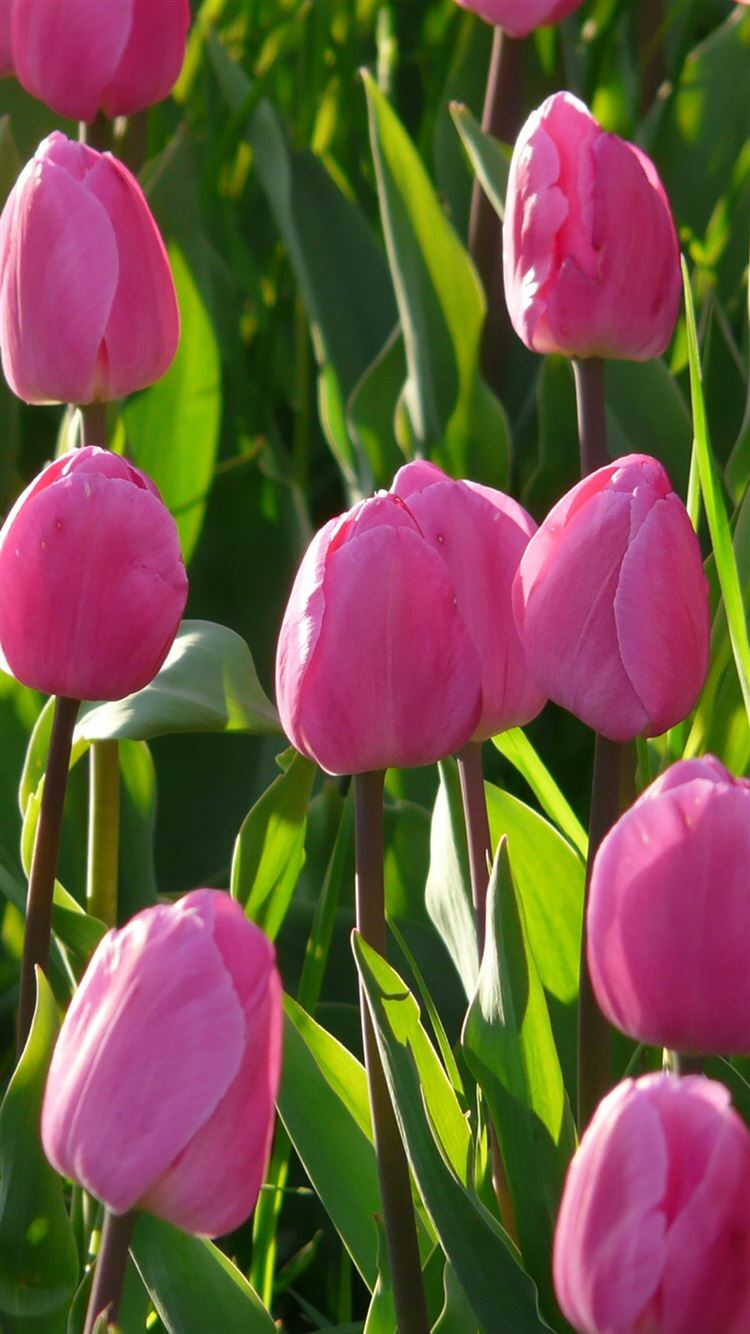 Pink Tulips Wallpapers