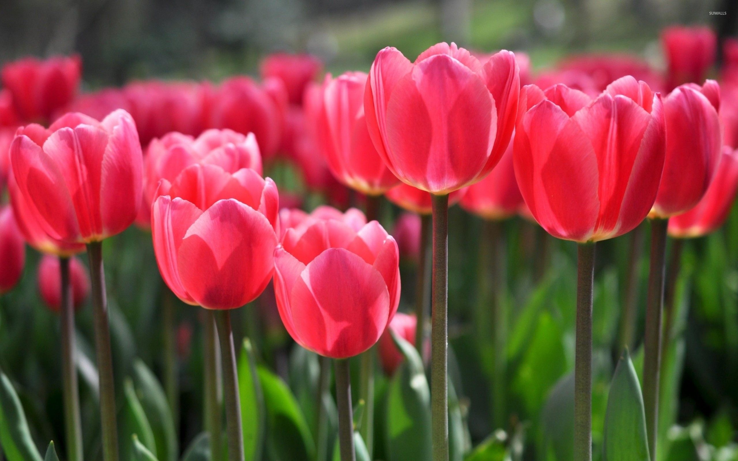 Pink Tulips Wallpapers